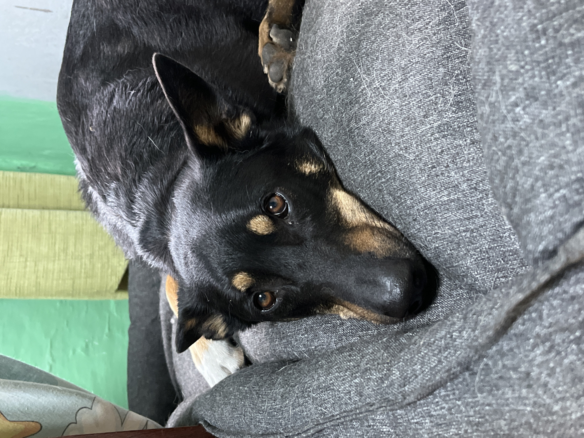 A black and tan dog is lying on a gray fabric surface. The dog's head rests on the fabric, and one paw is visible. The dog has short fur and pointed ears. The background shows a green wall. The location is not discernible from the image.