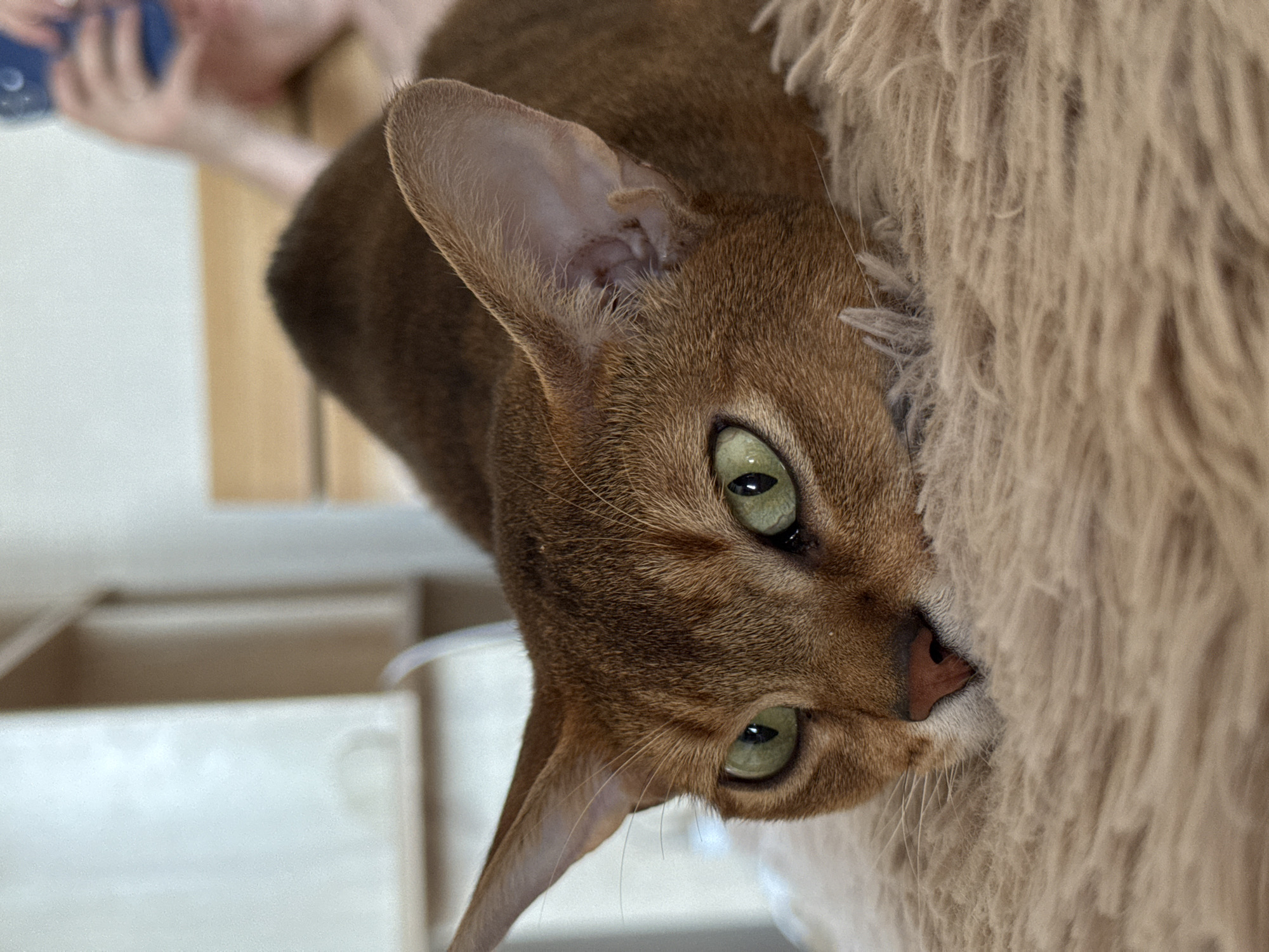 A close-up shot, rotated ninety degrees clockwise, presents a ruddy-brown Abyssinian cat with striking green eyes. The cat is partially obscured by a light-brown, shaggy material, seemingly a cushion or blanket. To the left of the cat, blurred in the background, is a person holding an object, possibly a bottle. In the bottom left corner, part of a light-colored object, possibly a piece of furniture, can be seen. No specific details confirm the location as Chaikovsky, Russia.