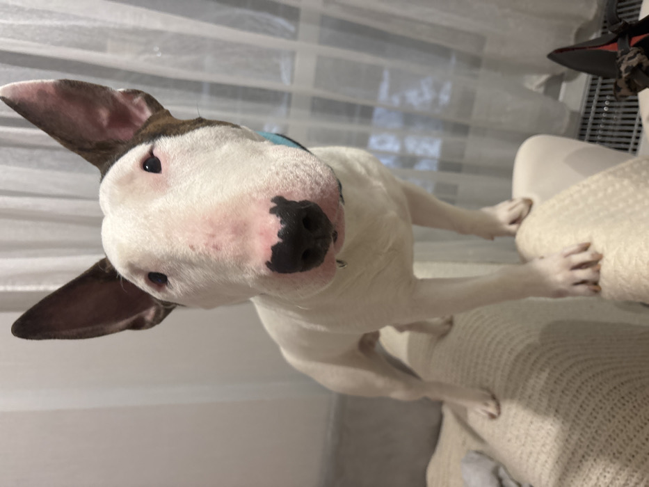 A white bull terrier with brown markings around its ears and a black nose intensely looks at the camera. Its body is mostly white and it is standing on a beige couch. A light blue collar is visible around its neck. The dog's paws are resting on the edge of the couch. A window with white blinds is in the background. Part of a black object is visible in the upper right corner.