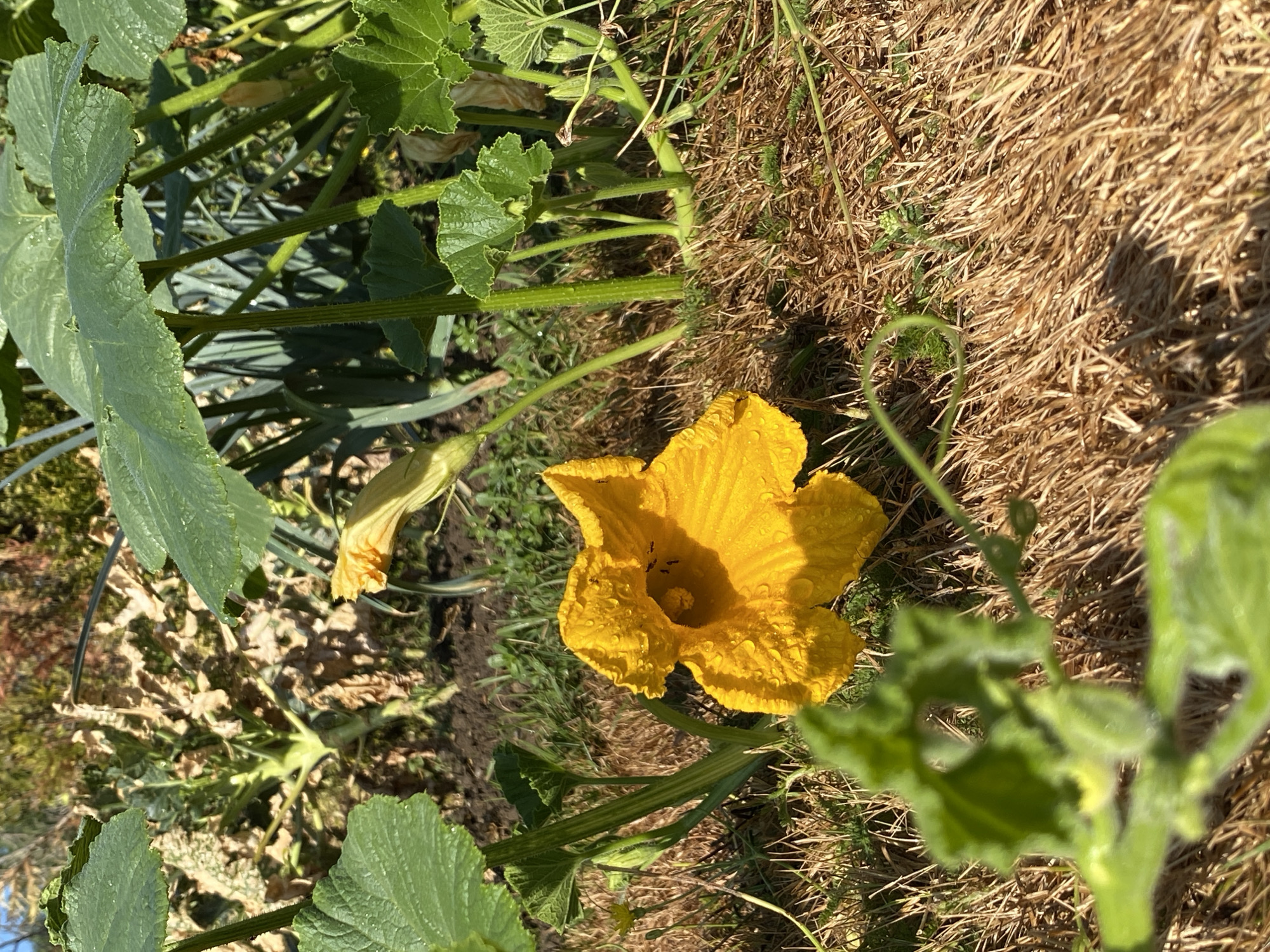 A bright yellow squash blossom, covered in water droplets, lies on a bed of dry grass and straw. The blossom, which appears to be male, is in the foreground and center of the image. Three small black ants are visible inside the blossom. In the background, large green squash leaves and stems are present, along with some dried vegetation. The scene appears to be outdoors in a garden setting. The location is Courpière, France.