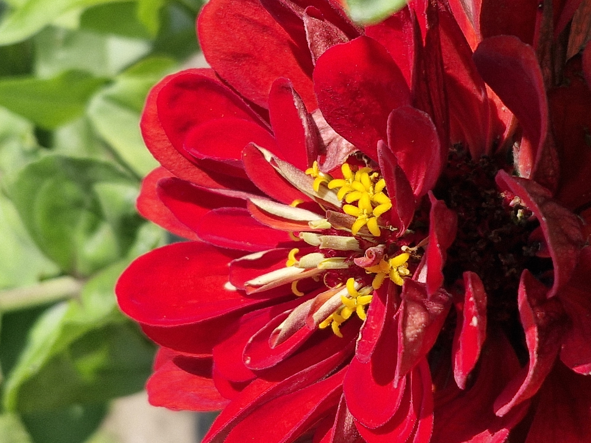 This is a close-up, vertical, eye-level shot of a vibrant red dahlia flower in full bloom. The flower's center is a mass of delicate, yellow stamens and pistils, surrounded by layers of velvety red petals that curl and overlap. Sunlight catches the edges of the petals, creating highlights and shadows that add depth and texture. The background is a soft, out-of-focus blur of lush green foliage, suggesting a garden setting. The image appears to have been taken outdoors in daylight. There are no people or man-made objects visible. The location in Dercekliai, Lithuania, is not visually indicated by any specific landmarks or features within the frame.