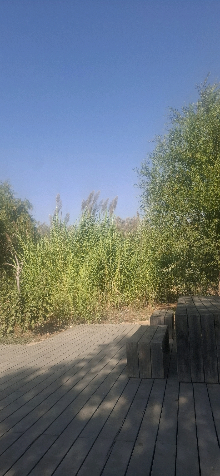 This is an outdoor scene with a clear blue sky. In the foreground, a wooden deck made of planks is visible, with some shadow patterns cast upon it. To the right, there are dark wooden benches or seating elements that appear to be part of a table and seating arrangement. Beyond the deck, there is a dense growth of tall, green reeds or grasses with feathery tops. To the right of the reeds, a large, leafy green tree is prominent. To the left of the reeds, there are additional green bushes and some dry, dead branches. The scene appears to be located in a natural or park-like setting. The presence of the wooden deck and seating suggests a designated area for relaxation or observation. This image is a view from the Yeruham Park, Israel, likely near the duck pond or recreational areas.