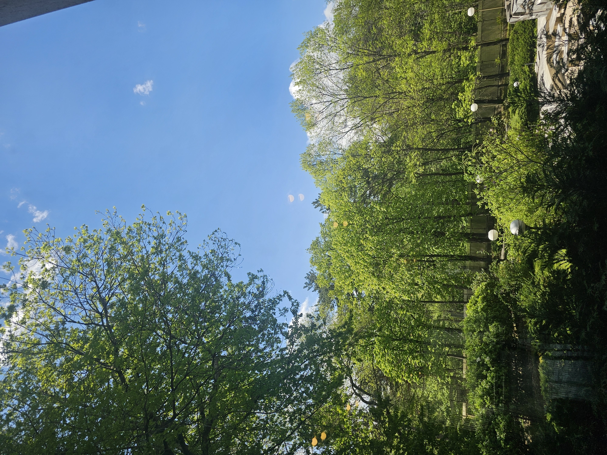 The image depicts a view upwards towards a bright blue sky with scattered, small white clouds. Green trees frame the sky on both sides. On the right, there's a dense grouping of trees with a fence visible behind them, as well as string lights. On the left, a tree with a full canopy of green leaves is prominent. A fragment of a building is visible in the upper-left corner. The image was taken in the city of Sofia, Bulgaria.