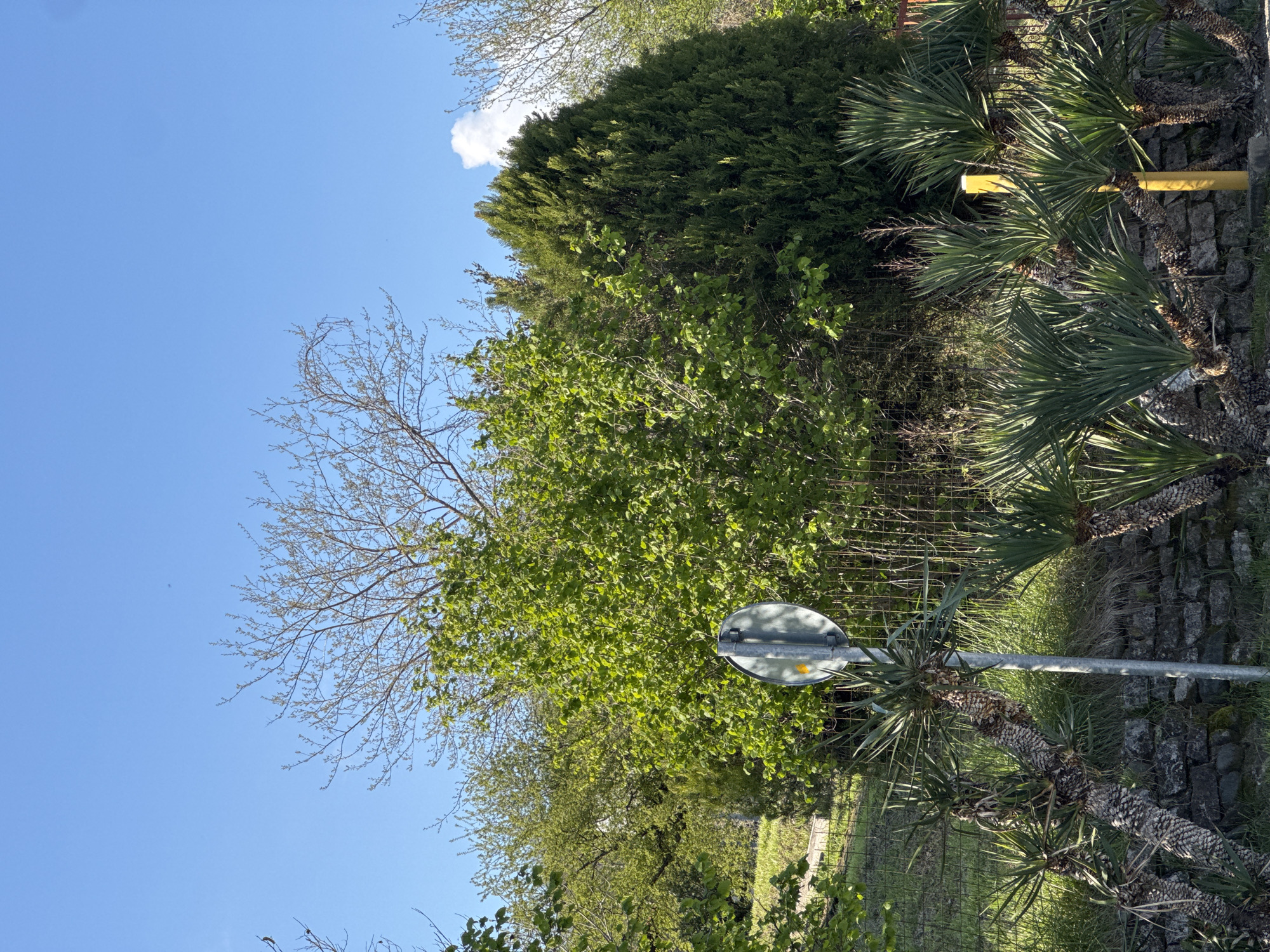 The image presents an outdoor scene under a bright, clear blue sky, with a small white cloud visible in the upper right portion. The overall impression is one of a sunny day, likely in early spring, given the mix of bare branches and new, vibrant green foliage.
The scene is dominated by various types of vegetation. On the left, a deciduous tree with fine, bare branches reaches upwards, suggesting it is either dormant or just beginning to leaf out. Below and slightly to its right, a dense cluster of bright green deciduous trees or bushes, covered in fresh, small leaves, forms a prominent part of the midground. Behind these, a taller line of dark green evergreen trees (likely conifers) creates a backdrop, stretching across the upper right. To the right of the central greenery, several palm-like plants with textured trunks and long, spiky fronds are visible, standing next to a rough stone wall. A metal wire fence runs horizontally through the midground.
Man-made elements include a metallic grey pole, possibly a street light or signpost, with a small yellow reflective detail, positioned in the lower-middle of the image. Further right, above the stone wall, a bright yellow railing or barrier is present. The ground features grass and some uneven terrain.
No human activity or individuals are depicted. The strong sunlight and clear sky indicate it is likely midday or early afternoon. The location is specified as Kazachiy Brod, Russia. No legible text is visible in the image.