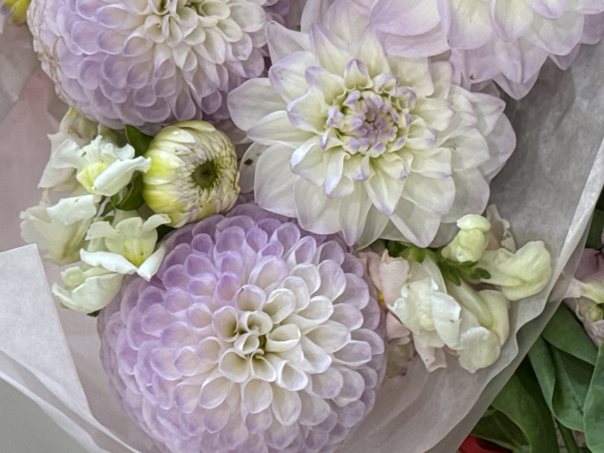 The image shows a close-up of a bouquet of flowers, primarily dahlias and possibly some sweet peas. The dahlias are large and spherical, with many layers of petals. They are a pale lavender and white color. The sweet peas are smaller, delicate flowers in shades of pale yellow and white, with some visible green stems and leaves. The bouquet is wrapped in pale pinkish-white paper. The overall impression is one of softness and delicate beauty. The image is a still life photograph with no people or discernible environmental context beyond the bouquet itself. There is no information in the image that would suggest a specific location in Assinovskaya, Russia, or any other city.