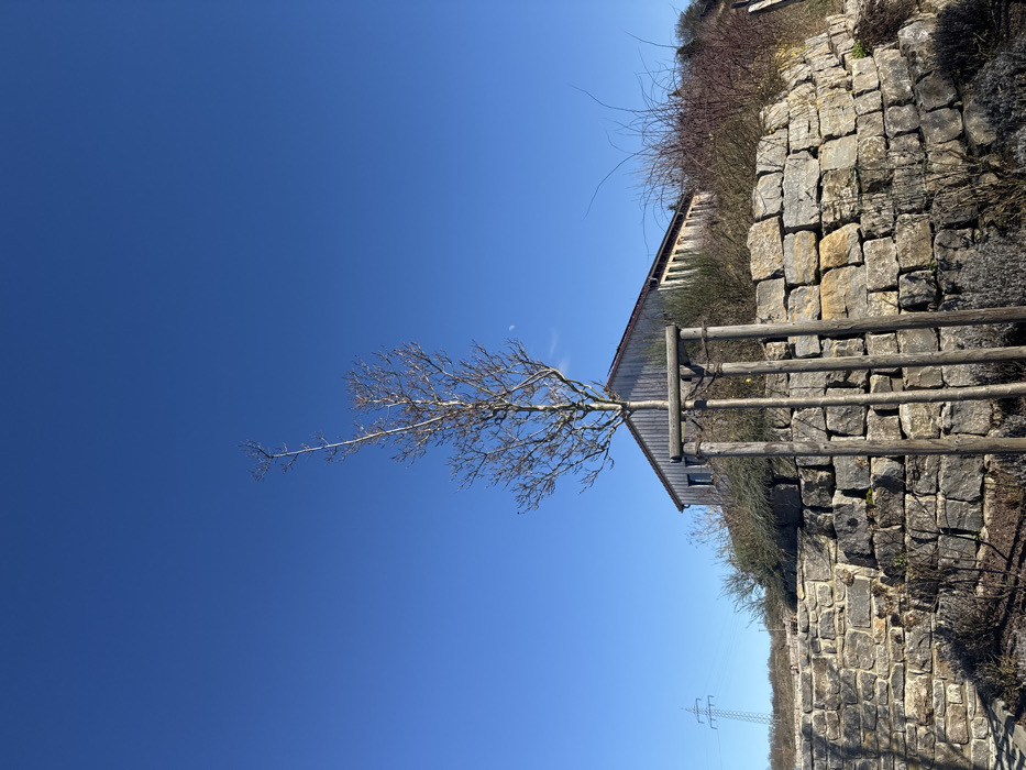 The image presents an outdoor scene located in Echzell, Germany, under a clear, bright blue sky. Centrally positioned in the foreground is a young, leafless deciduous tree, stabilized by a wooden support structure consisting of three vertical posts connected by horizontal crossbeams. Below the tree, the ground is covered with dark soil or mulch and sparse low-growing plants. Directly behind the tree, a multi-tiered retaining wall constructed from irregular, dry-stacked stone blocks extends across the midground, forming an elevated embankment.

On the elevated ground behind the retaining wall and partially obscured by the tree, a rustic wooden building with light-colored horizontal siding and a visible gabled roof is situated. To the left side of the background, a metal power transmission pylon stands against the horizon. Various bare shrubs and some patches of dry vegetation are scattered across the elevated terrain, particularly to the right of the building. A faint, thin crescent moon is visible in the clear blue sky, positioned above and slightly to the right of the tree's upper branches. No individuals or active interactions are present in the scene.