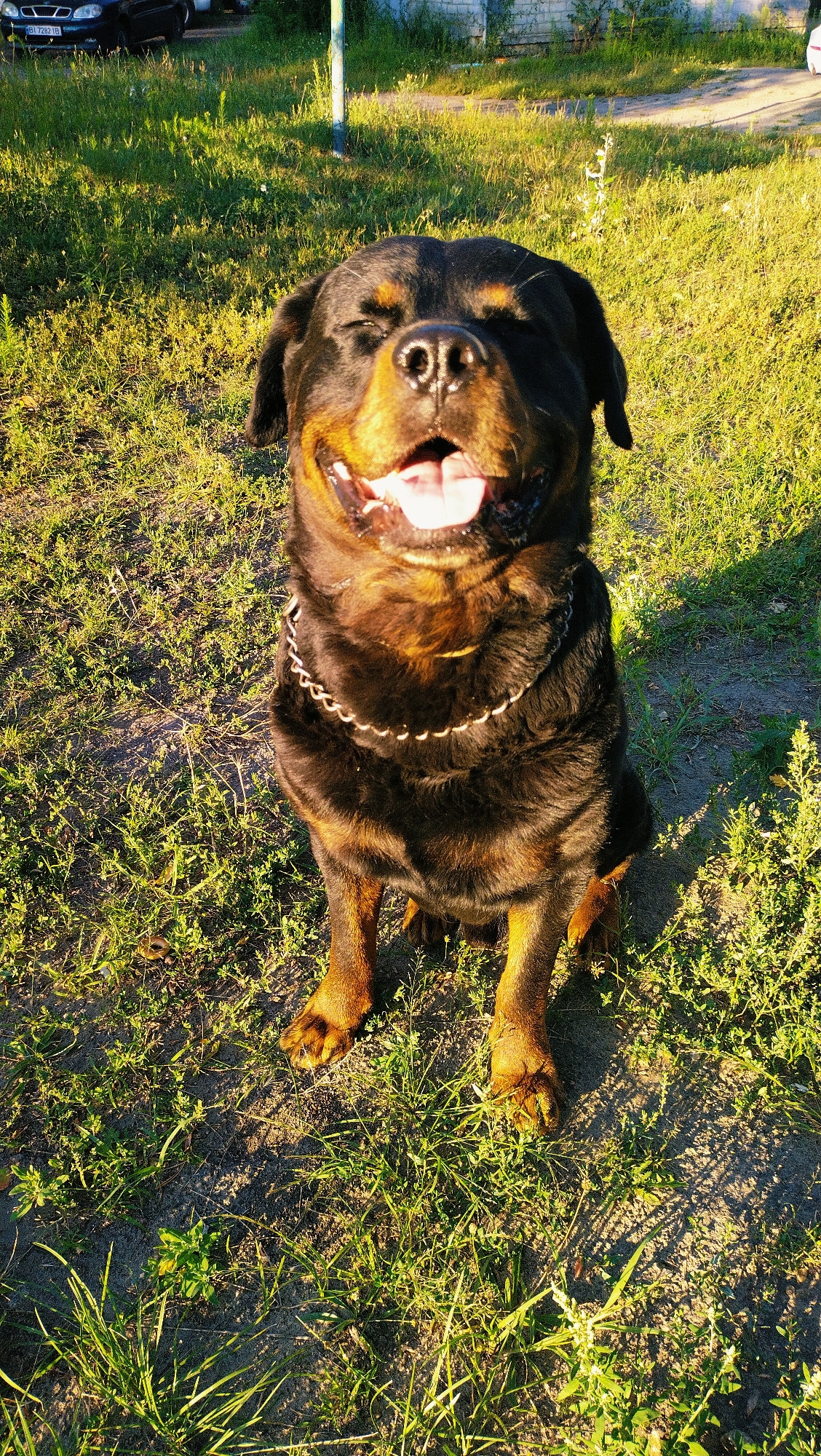 A rottweiler dog is sitting outdoors on a patch of grass in a city park. The dog is facing the camera with its mouth open and its tongue hanging out, appearing to be panting or smiling. The dog is wearing a silver chain collar. The background shows a grassy area, some dirt, and a building and trees in the distance. The sun is shining brightly, casting shadows on the ground. This appears to be a sunny day in Horishni Plavni, Ukraine.