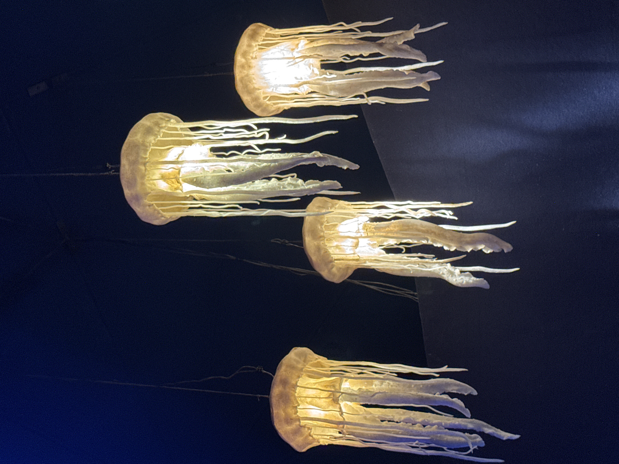 The image shows four jellyfish-shaped lamps hanging from the ceiling against a dark blue background. The lamps are illuminated from within, giving them a translucent, ethereal glow. Each lamp has a rounded bell-like top from which numerous tendril-like strands hang down. The background appears to be a dark wall or fabric. The setting is likely an indoor establishment, possibly a restaurant, bar, or entertainment venue, designed with an underwater or aquatic theme. This aesthetic is characteristic of some of the dining and entertainment establishments found along the waterfront in Eilat, Israel, which is known for its Red Sea resort atmosphere. There are no people or discernible actions depicted. The overall impression is one of whimsical, ambient lighting designed to evoke marine life.