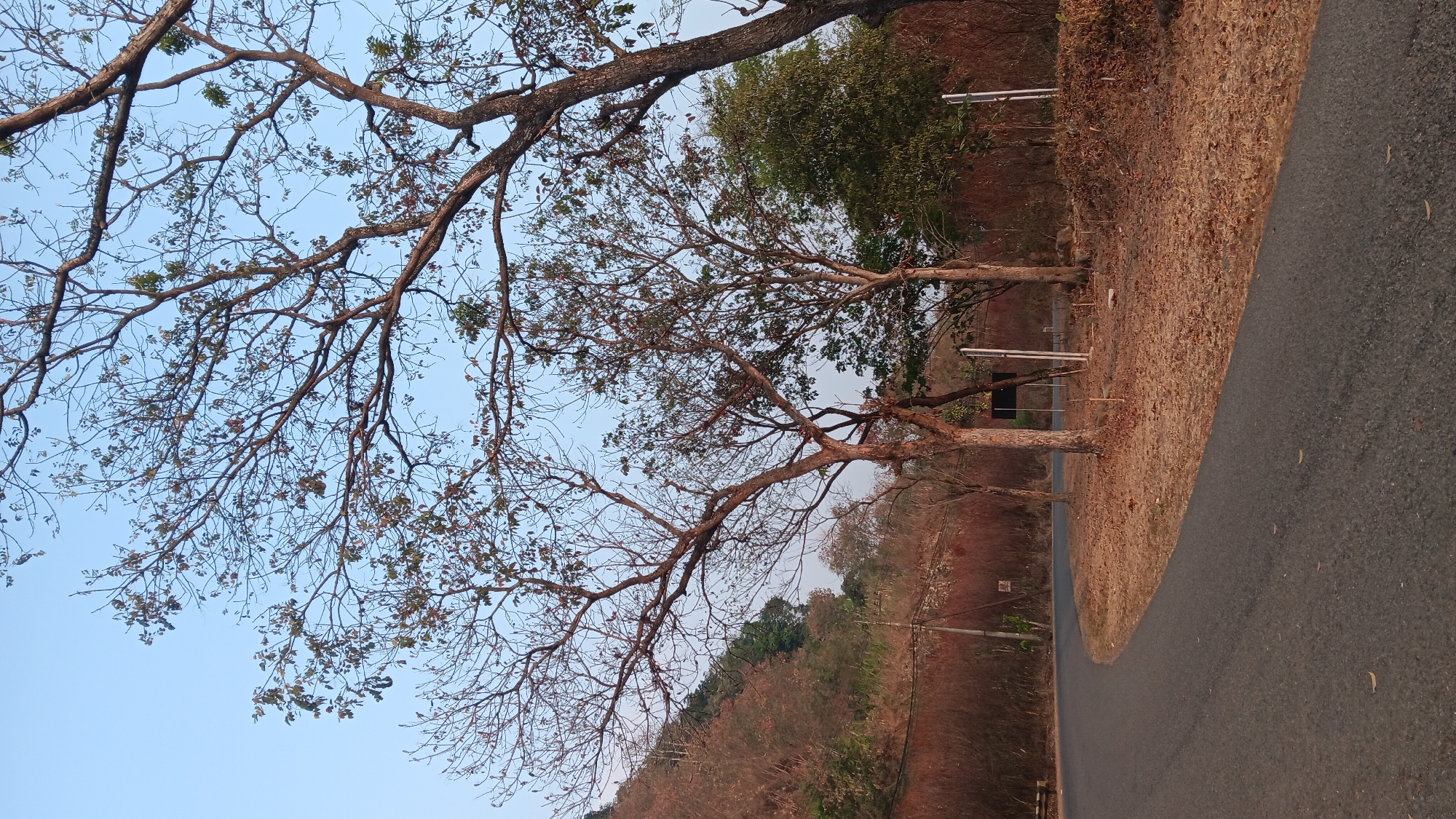 The image depicts a winding asphalt road on the outskirts of Purwakarta, Indonesia. The road curves to the left, bordered by dry, brown brush and scattered, leafless trees. In the background, a steep, tree-covered hill rises, also appearing somewhat dry. The sky is a clear, pale blue. The scene suggests an outdoor, natural setting likely during a drier season. There are no people or animals visible in the image. The overall impression is one of a quiet, somewhat arid landscape adjacent to a road.