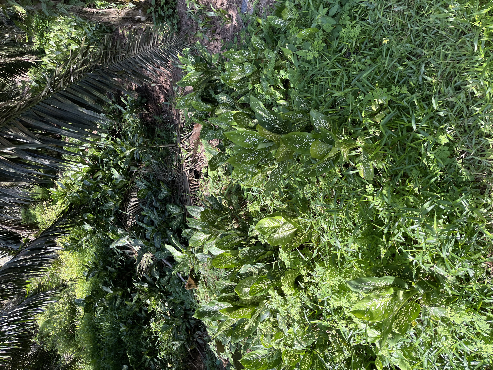This image depicts a close-up view of dense, green vegetation in an outdoor environment. The foreground is dominated by lush, broad-leafed plants with white speckles on their leaves, possibly Dieffenbachia. Surrounding these plants are various types of grass and smaller green foliage. In the background, the fronds of what appear to be palm trees are visible, casting dappled shadows. The ground beneath the vegetation appears to be soil and leaf litter. The lighting suggests it is daytime, with sunlight filtering through the leaves. The location is specified as Jamurlabu, Indonesia, suggesting a tropical or subtropical climate conducive to such plant growth. No people or animals are visible in the image.