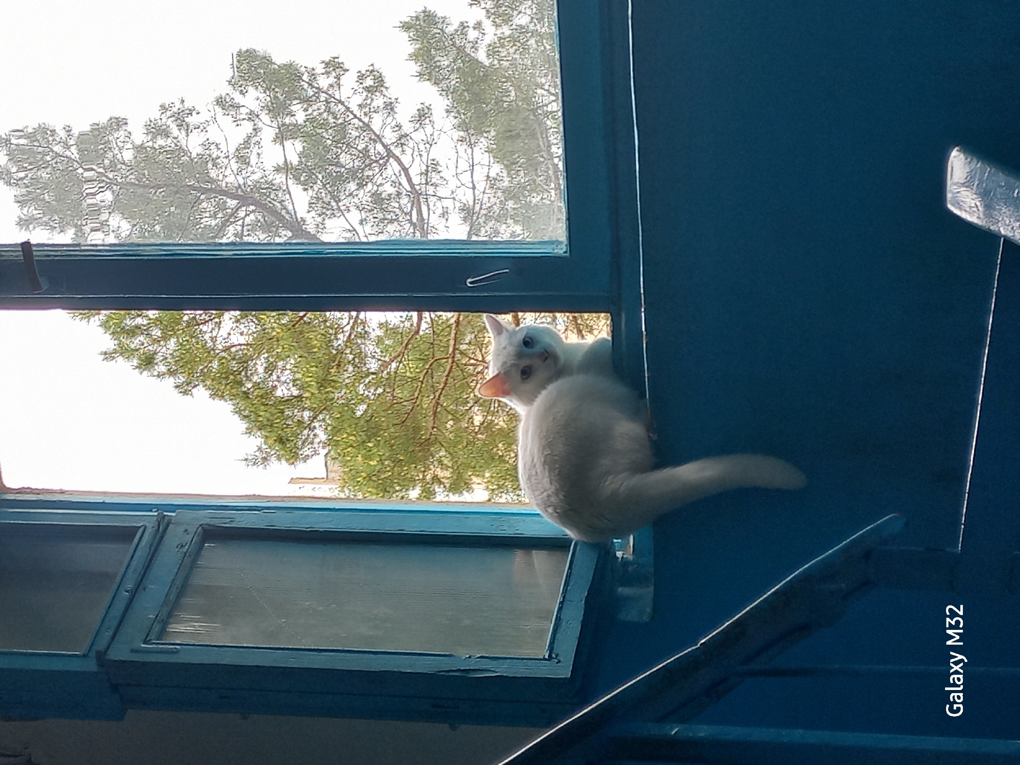A white cat with blue eyes perches on a blue window frame, looking back over its shoulder. The window looks out onto a tree with green leaves. The location is potentially in Volzhsky, Russia. The bottom right corner of the image includes the text "Galaxy M32," indicating the device used to take the photo. A blue staircase is visible to the right of the window frame.