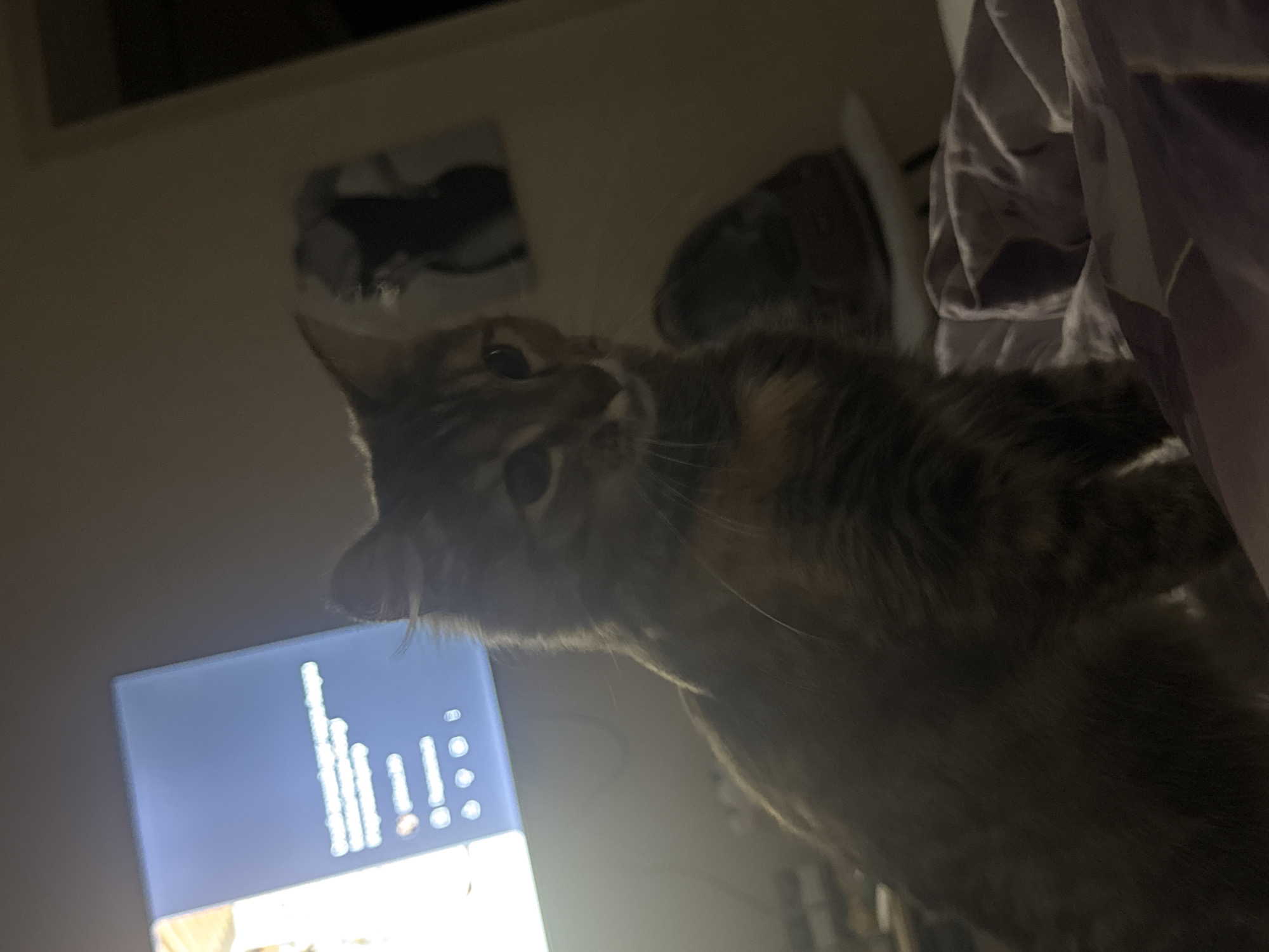 An indoor, medium shot captures a tortoiseshell cat sitting on a bed in dim lighting, with its body facing left and head turned towards the right. The cat has striped fur with patches of orange and brown. In the background, a television screen is visible on the left, displaying text and icons. A framed picture of a silhouette is on the wall behind the cat to the right. The bed is covered with a purple and white patterned comforter. The setting appears to be a bedroom. There is no specific information to place this image in Saratov, Russia.