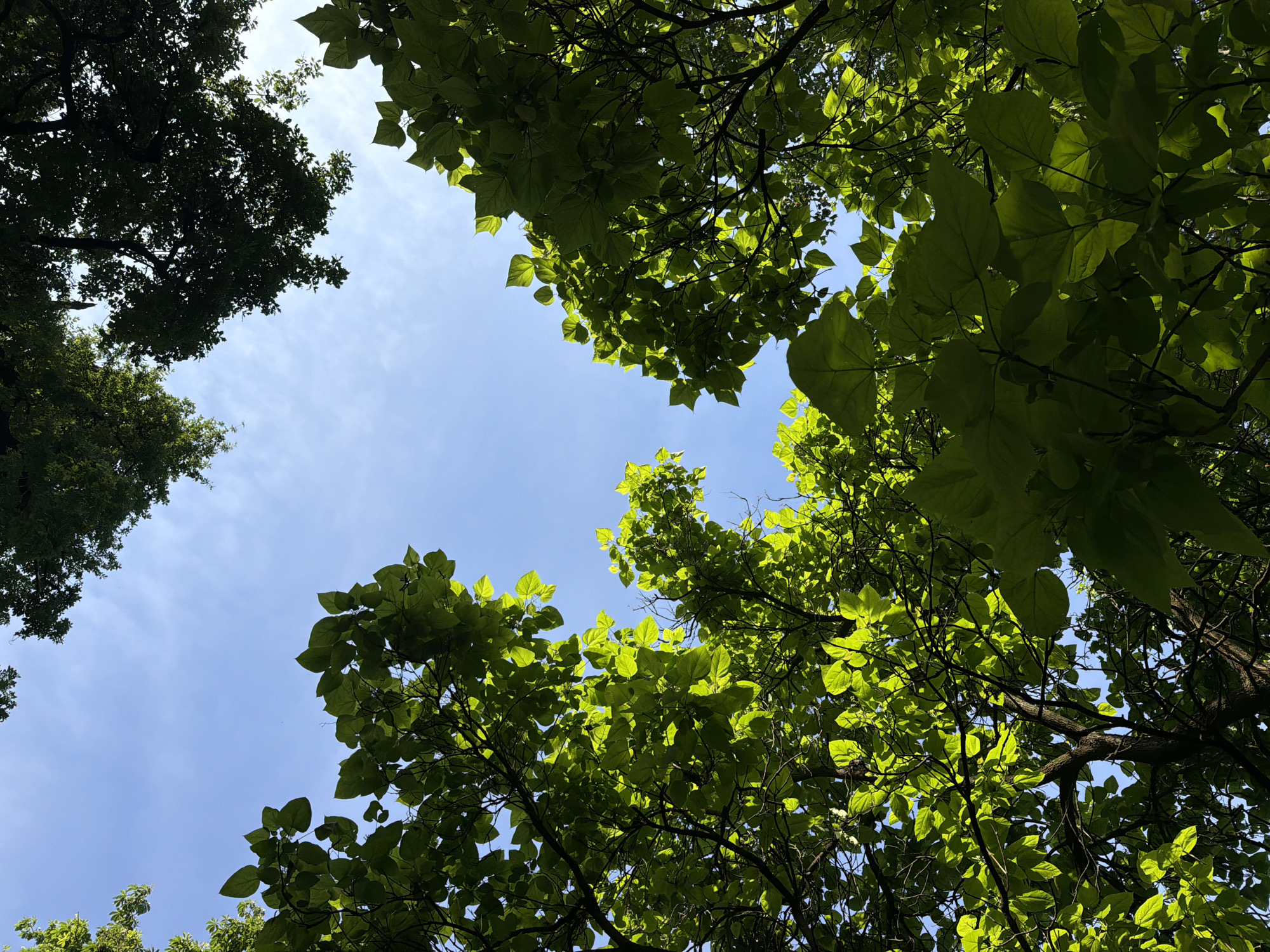 The image depicts a view looking upwards through the canopy of trees toward the sky, located in Milan, Italy. The trees have green leaves and the sky is blue. There is no people or objects in this image.