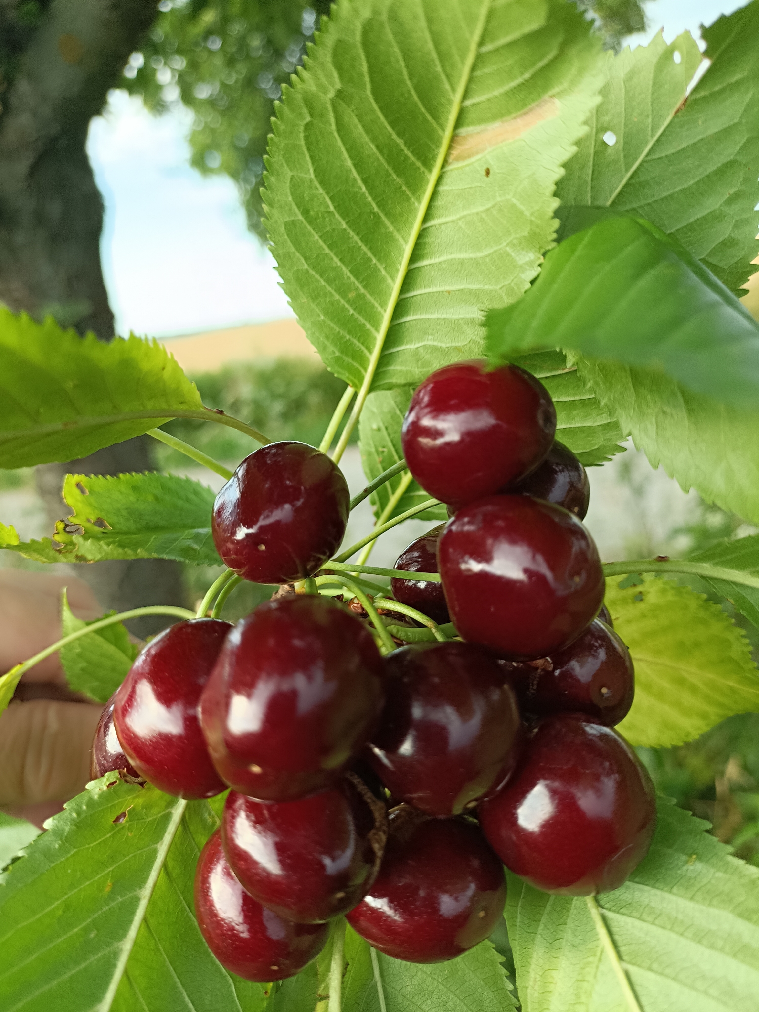 The image shows a close-up of a cluster of ripe, dark red cherries hanging from a branch with green leaves. The cherries are plump and glossy, reflecting the light. Some of the leaves show signs of minor damage, such as small holes or brown spots. The background is blurred but suggests an outdoor setting with a tree trunk on the left, foliage, and a hint of a field and sky in the distance, indicating a sunny day. The shallow depth of field focuses attention on the cherries. No people are visible, but a hand can be seen in the lower left corner, suggesting someone might be reaching for the fruit. The overall impression is one of freshness and abundance, typical of a fruit orchard in season. The location context is Gartz (Oder), Germany, and the time of day is likely daytime, given the lighting. There is no visible text in the image.