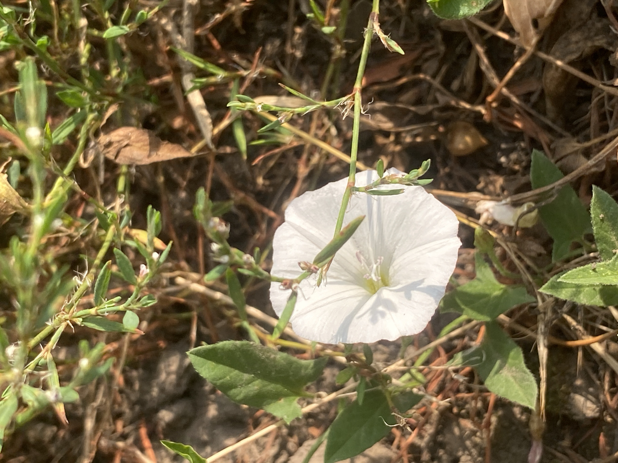 The image shows a close-up view of a white bindweed flower blooming amidst dry grass and soil in Ustyvytsia, Ukraine. The flower, with its trumpet-shaped petals and delicate stamens, is the central focus. Green leaves and thin stems of the plant surround the flower, some reaching towards the light, while others are partially obscured by dried vegetation and the earthy ground. The scene is illuminated by natural light, casting subtle shadows and highlighting the textures of the dry grass and the flower's petals. There are no people or animals visible in the image.