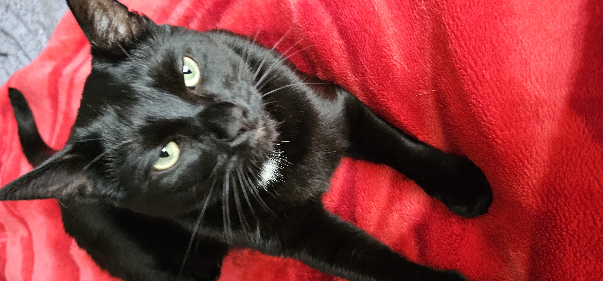 A black cat with green eyes is lying on a red blanket. The cat is looking directly at the camera. The blanket is soft and fluffy. The background is blurry, but appears to be a bed. The image is taken in a dimly lit room. The cat has a small patch of white fur on its chest. The cat's whiskers are long and white. The cat's tail is curled up behind it.