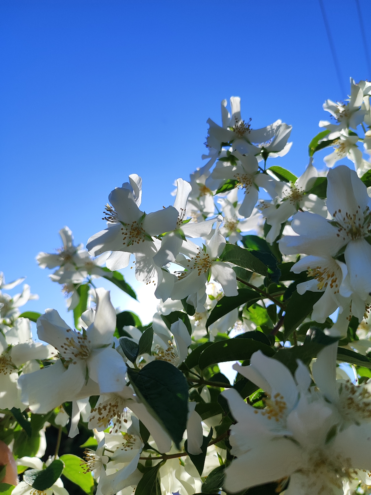 The image depicts a close-up view of white flowers with green leaves against a bright blue sky. There are electrical wires at the top of the frame. The image may have been taken in Krasnodar, Russia. The flowers are in full bloom, with visible stamens and petals. The sunlight is strong, causing some highlights and shadows on the flowers and leaves.