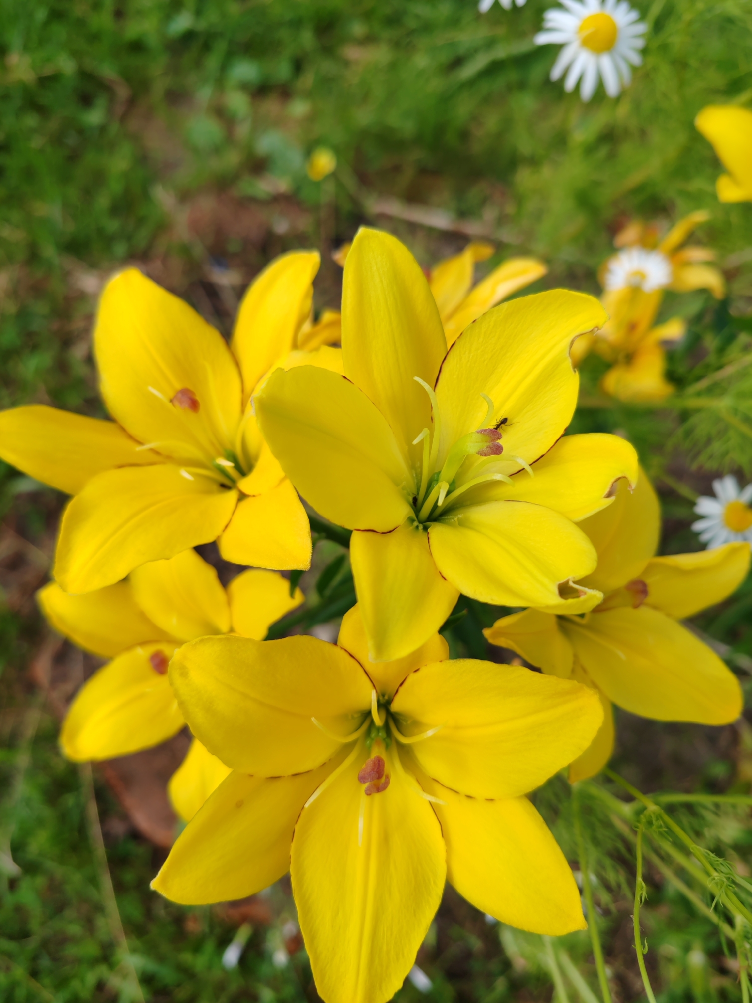 In the city of Чухлэм, Russia, a close-up, eye-level shot focuses on a cluster of vibrant yellow lily flowers in a garden. The lilies are the primary subject, with their petals unfurling and displaying delicate red-brown markings at their edges and centers. Several lilies are in sharp focus, revealing their stamens and pistils. One lily, positioned towards the center of the frame, has a small black ant crawling on its stamen.
The background is softly blurred, creating a bokeh effect that emphasizes the flowers. It consists of green grass and foliage, with hints of other flowers, including white daisies with yellow centers, also out of focus. The overall impression is one of natural beauty and a peaceful outdoor setting.