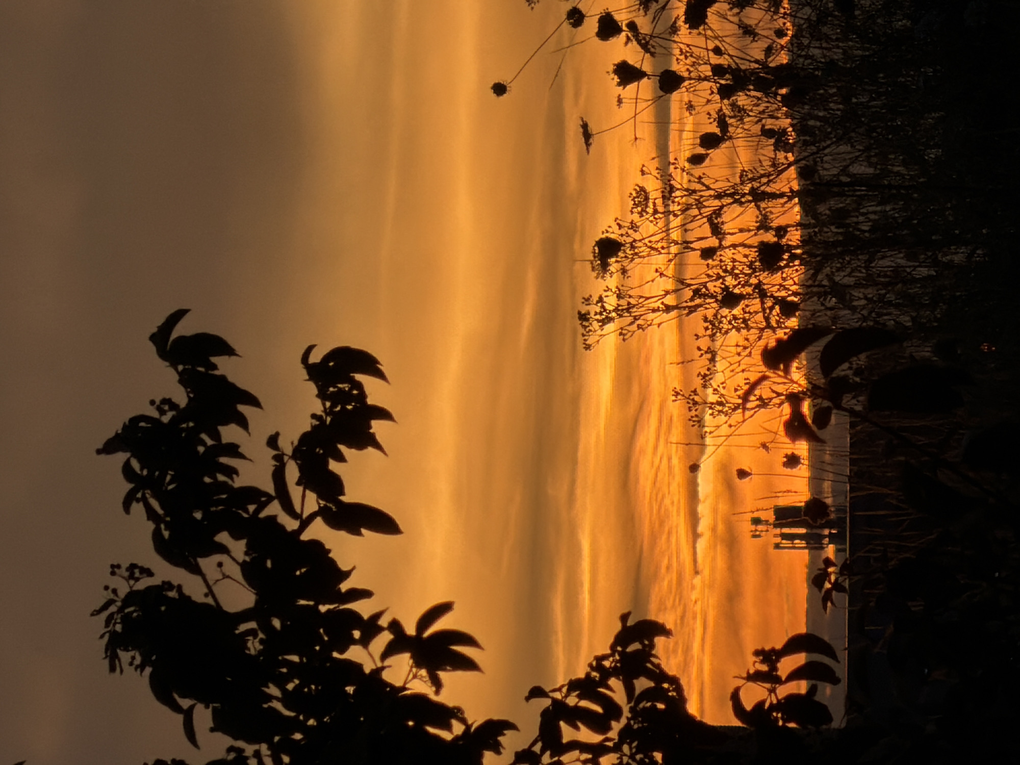 The image captures a silhouetted landscape during sunset or sunrise, likely in Leudelange, Luxembourg. The sky is a vibrant gradient of orange and yellow, with subtle cloud formations. In the foreground, dark silhouettes of trees and tall grasses with seed heads dominate the frame. To the right, a cluster of wild, dry plants with dark, rounded seed pods stands out against the bright sky. In the middle ground, a silhouetted structure, appearing to be a cell tower or a similar industrial edifice, is visible on the horizon, hinting at an urban or semi-urban environment. The overall mood is serene and natural, with the warm colors of the sky contrasting with the dark silhouettes.