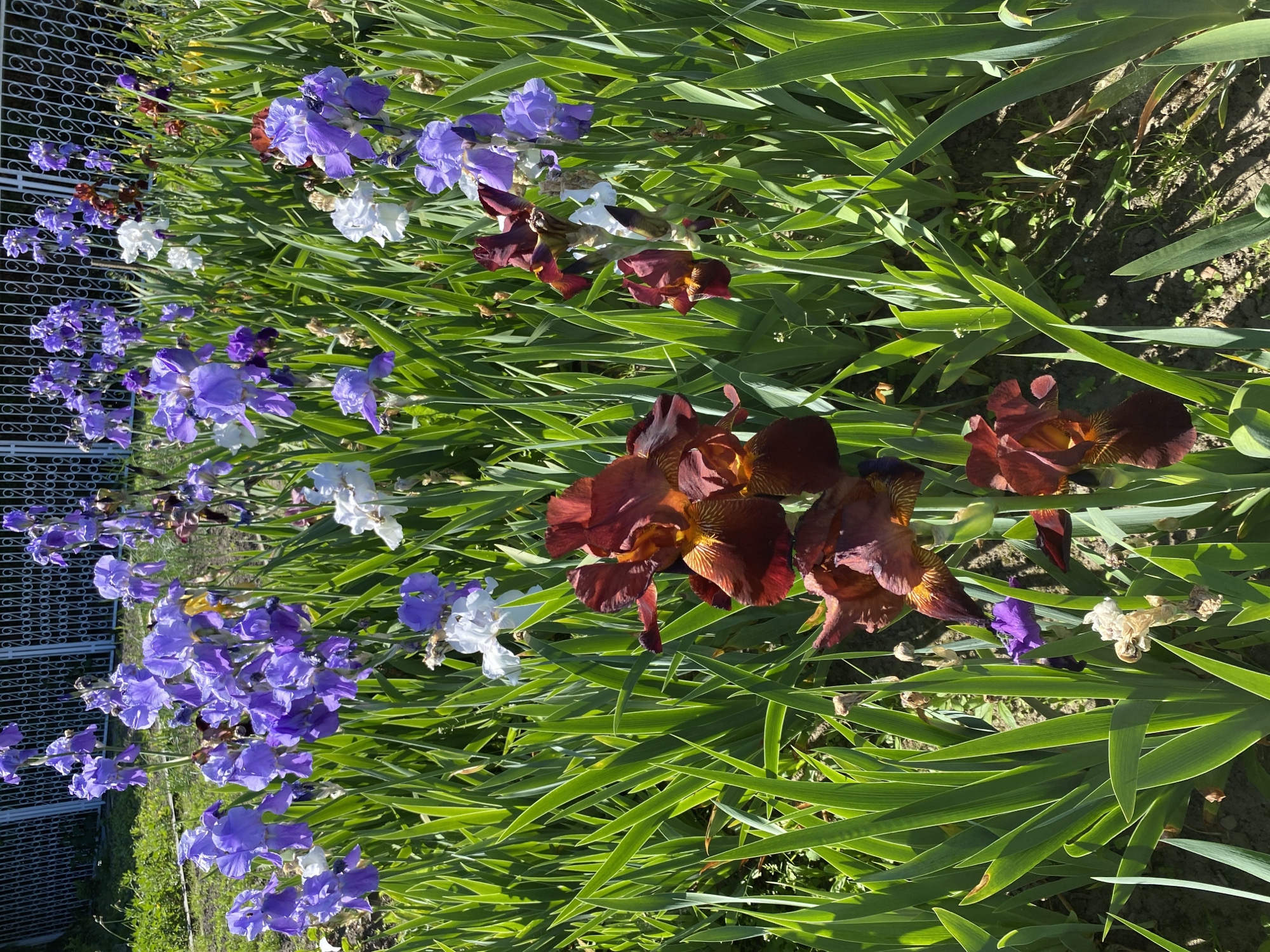 A ground-level, eye-level shot captures a flower bed in Wielka Wieś, Poland. Irises, primarily purple and burgundy with some white, bloom amongst long, green leaves. The foreground features the burgundy irises, while purple and white flowers are situated behind them. A white, decorative metal fence runs parallel to the flower bed on the left side. Sunlight illuminates the scene.