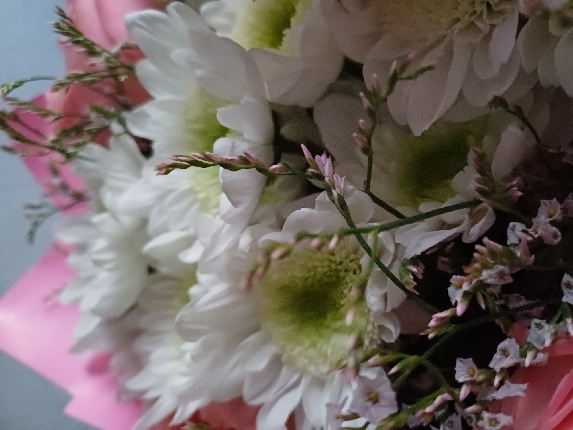 This is a close-up, macro photograph of a bouquet of white chrysanthemums, with pink accents and delicate green foliage. The chrysanthemums have multiple layers of white petals surrounding a pale green center. Small sprigs of tiny pink and white flowers are interspersed throughout the bouquet. The flowers are arranged in a soft, organic manner, suggesting they are fresh and have been recently cut. Part of the pink wrapping of the bouquet is visible in the upper left corner. The background is out of focus and appears to be a light blue or gray wall. The lighting is soft and diffuse, highlighting the textures and delicate details of the flowers. There are no people or animals present in the image. The scene is static and appears to be indoors, possibly on a table or shelf.