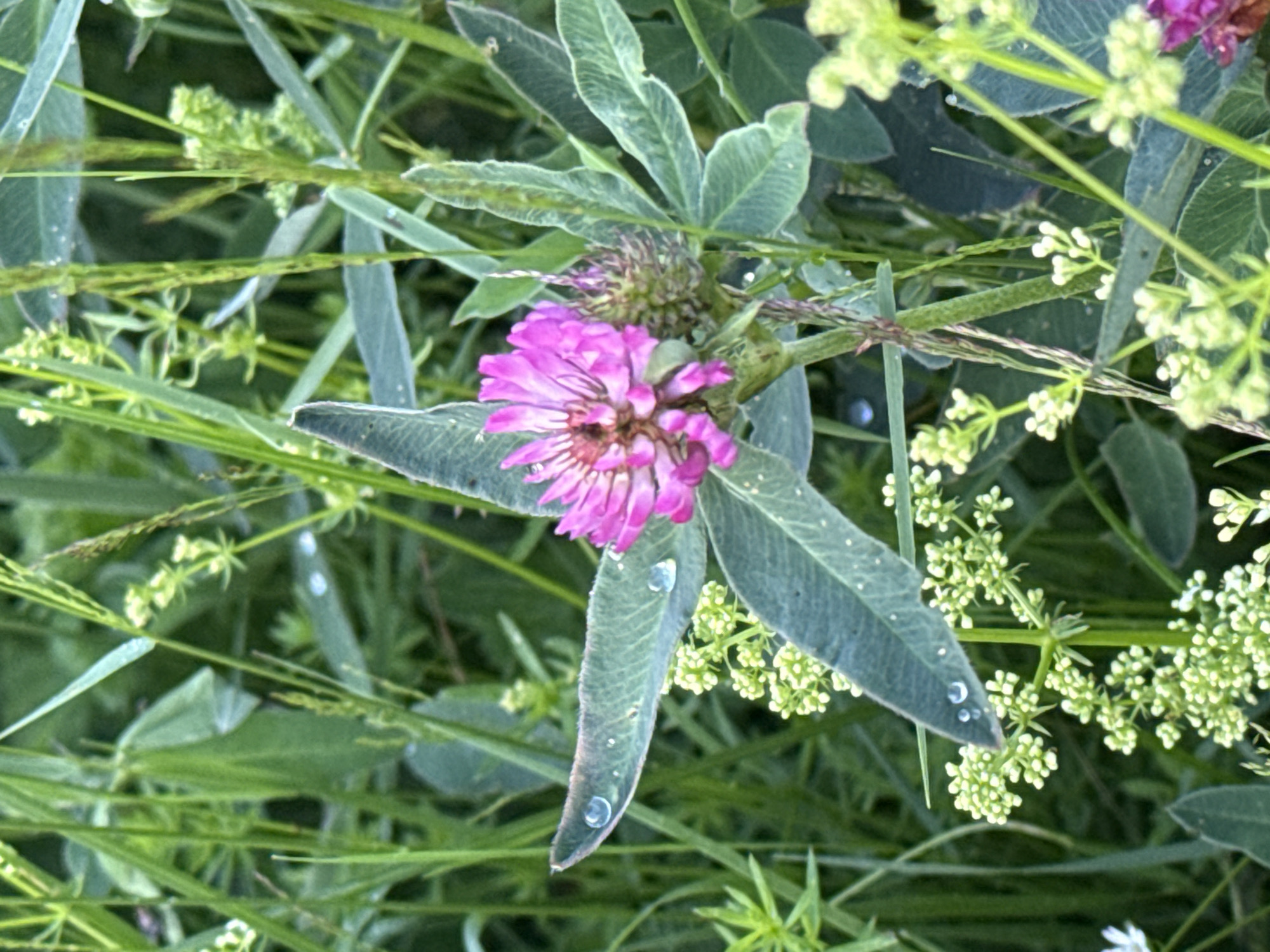 A close-up, eye-level shot focuses on a vibrant pink clover flower surrounded by lush green foliage and dew drops. The clover's petals are delicate and clustered together, with a darker center. Several broad, elongated leaves with a velvety texture frame the flower, each adorned with a few small, glistening water droplets. The background is a soft blur of various green plants, creating a natural and serene atmosphere. The lighting is gentle, highlighting the textures and colors of the flora. The scene is an outdoor natural setting with no discernible human presence or man-made structures.