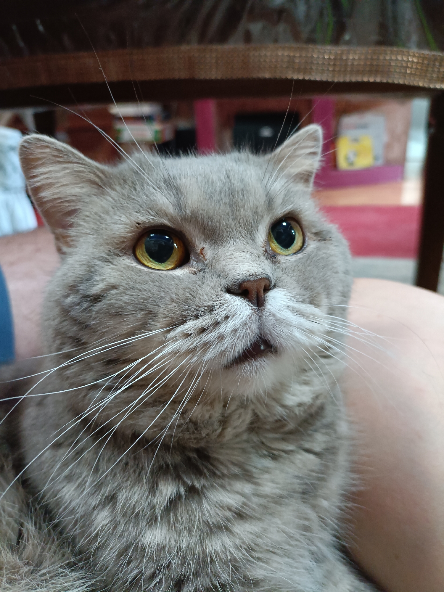 A close-up, eye-level, medium shot captures a domestic cat with grey fur, yellow eyes, and white whiskers, looking upwards and to the right. The cat is resting on a person's lap, whose skin is visible in the lower right portion of the frame. The background is softly blurred, showing the interior of a room with wooden furniture and shelves containing various items. The image was taken in Bataysk, Russia.