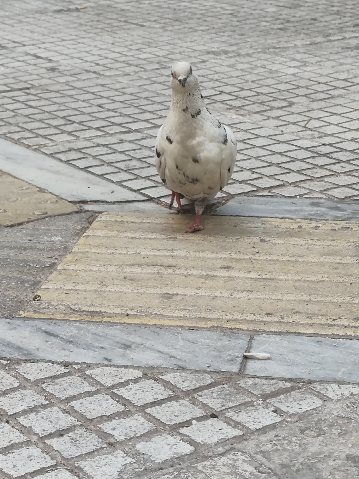 A white pigeon with black speckles stands on a textured pavement in Athens, Greece. The pavement consists of diamond-shaped gray tiles with yellow textured strips in between. The pigeon faces the camera directly, with its head tilted slightly. Its pink feet are visible. The background is a continuation of the gray tiled pavement. The lighting suggests it is daytime.