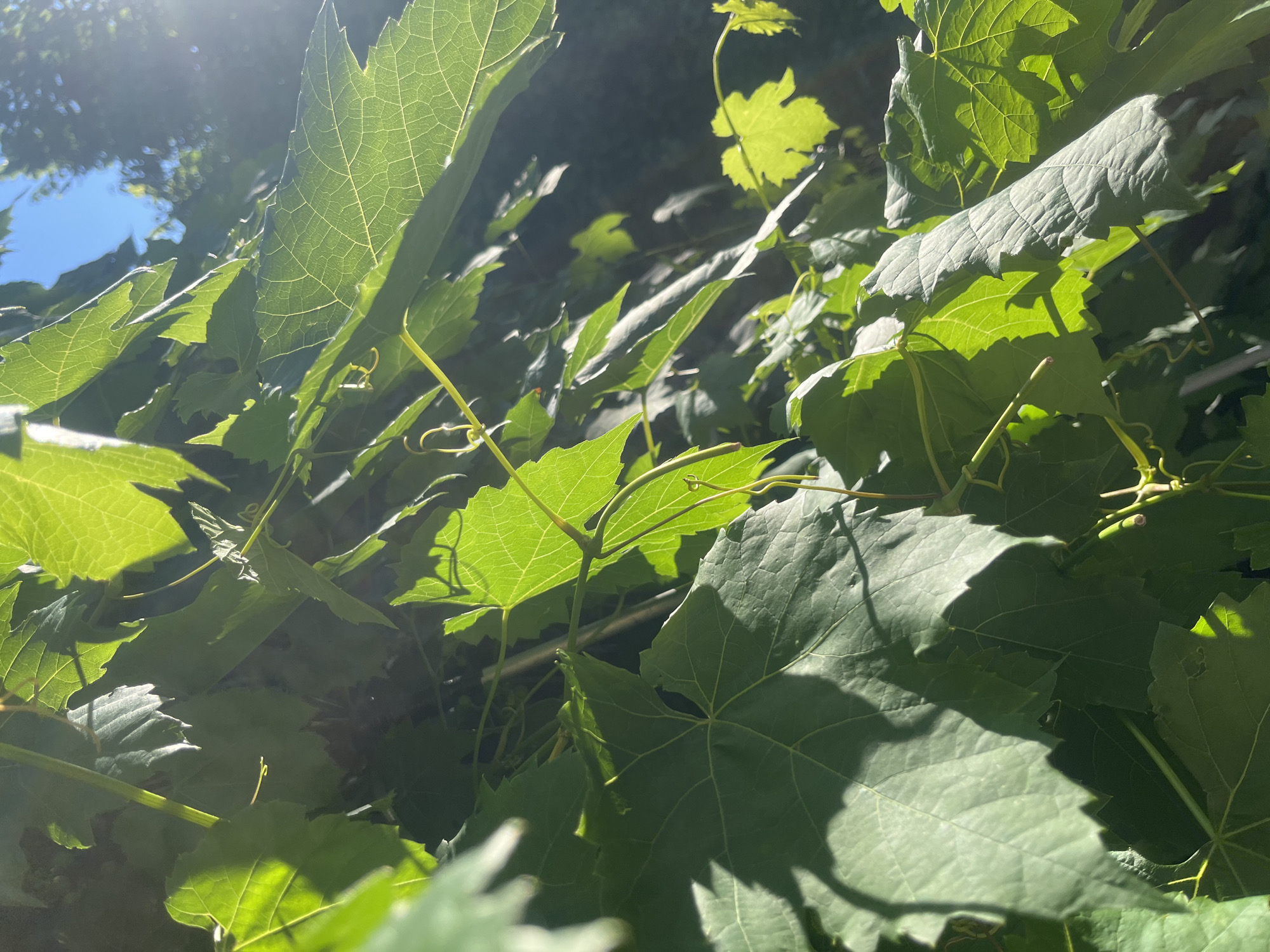 This media file is a close-up, low-angle shot of green grape leaves bathed in sunlight. The leaves are the primary subject, with their intricate veins visible, and some are backlit by the sun, creating a translucent effect. The scene appears to be an outdoor setting, likely a garden or vineyard, given the presence of grapevines. The sunlight suggests it is daytime, with the bright highlights and dappled shadows indicating clear or partly cloudy weather. The specific location cue of Voronezh, Russia, places the scene within a temperate climate zone where grapes are grown. There are no people or animals visible. The overall mood is natural and serene, emphasizing the beauty of the foliage in the sunlight. The image does not contain any visible text.