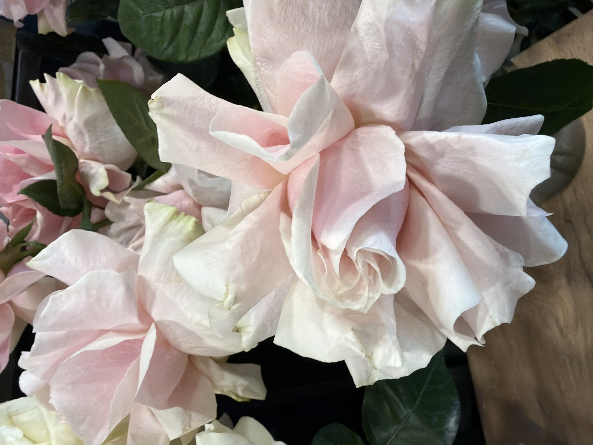 A close-up, overhead shot captures a cluster of pale pink roses. The petals are delicate and layered, with some appearing slightly wilted. Several deep green leaves are interspersed among the blooms. The background is a dark, indistinct blur, suggesting the roses are in a vase or arrangement. A portion of a light brown, wooden surface is visible in the lower foreground. The image appears to be taken in natural light, creating soft shadows and highlighting the textures of the petals.