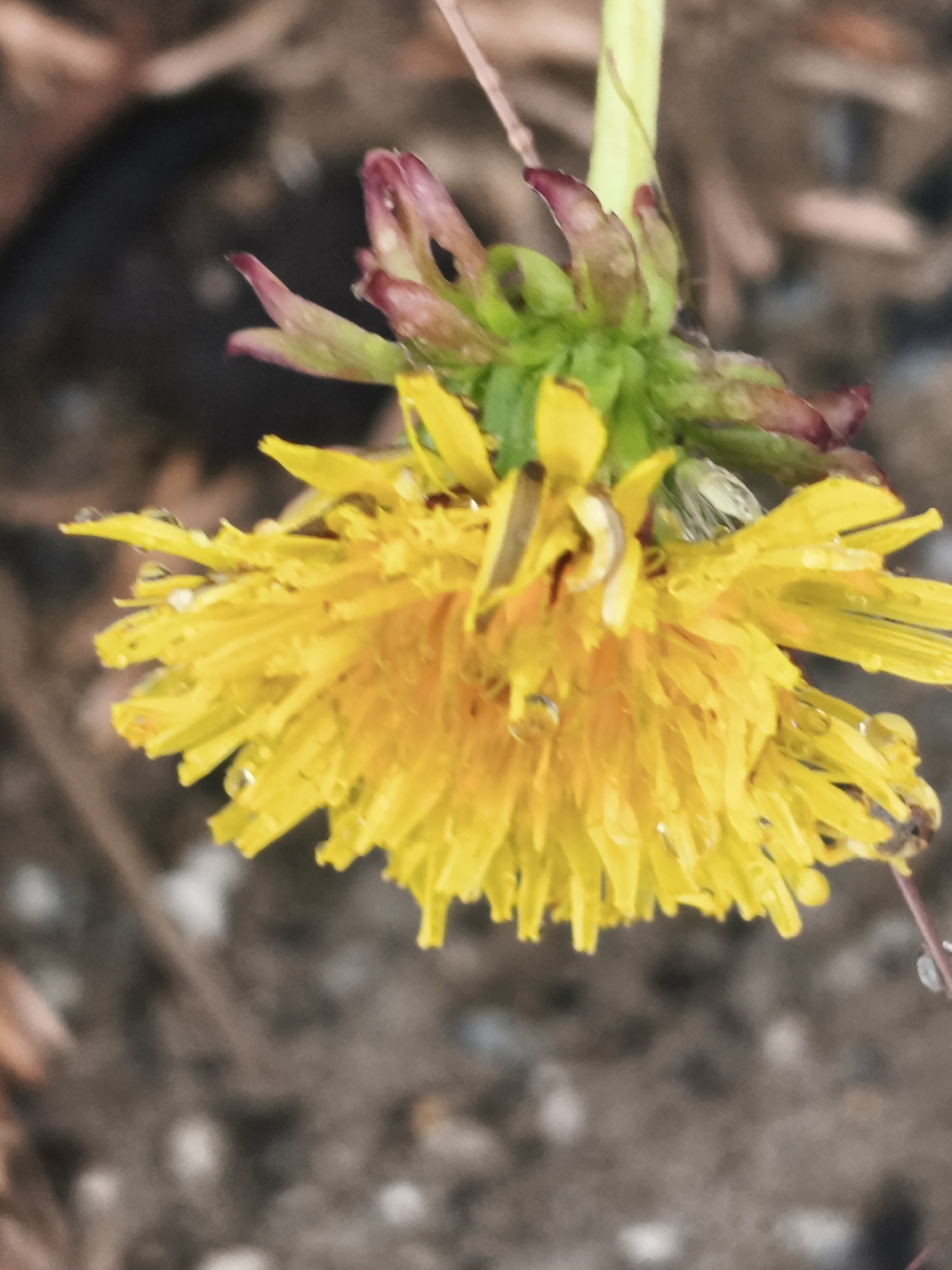 The image shows a close-up of a dandelion flower with water droplets on its yellow petals. The flower is in focus, with the background blurred. The background appears to be composed of dirt and leaf litter, suggesting an outdoor environment. There are no people or animals visible in the image. The specific location in Asan-si, South Korea is not discernible from the visual information provided.