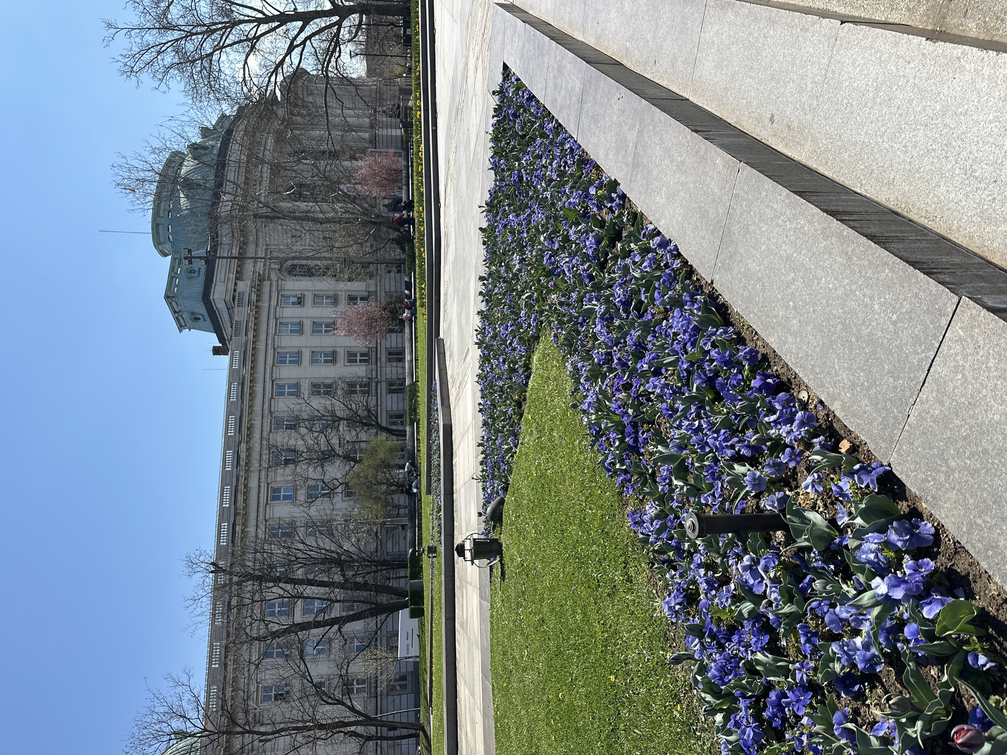 The image shows a flower bed with purple pansies and grass lining a stone pathway in Sofia, Bulgaria. To the left is a large, multi-story building with a dome, with some visible trees lacking leaves. The sky is clear and blue. There are also some lampposts and people sitting near trees.