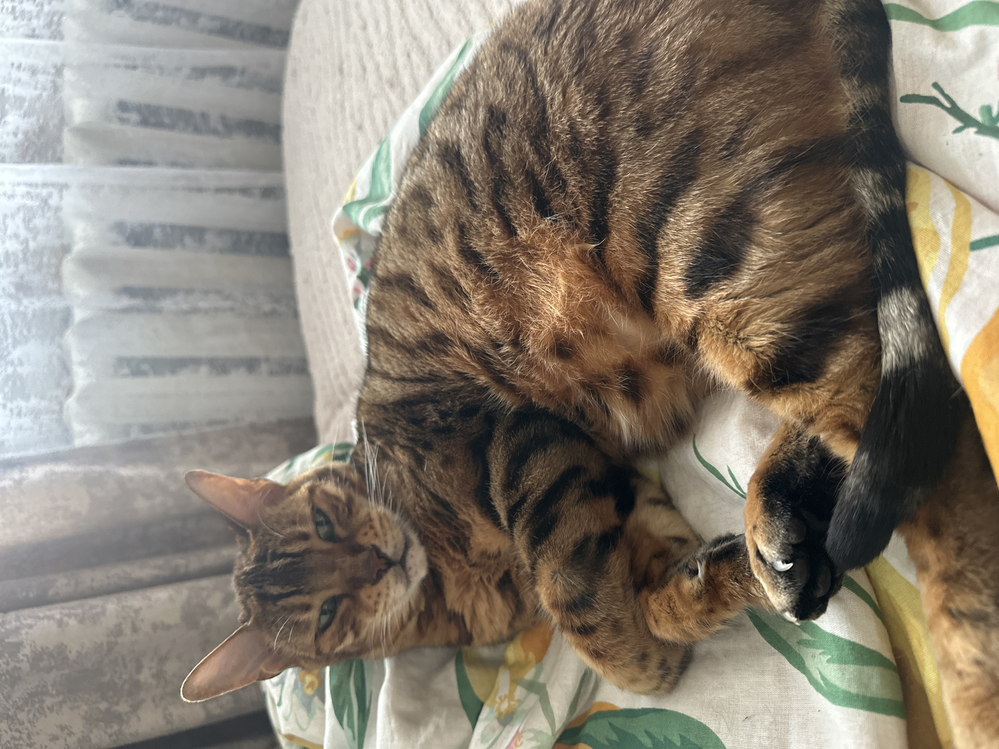 A Bengal cat with brown and black tabby markings is lying on a bed with a patterned duvet. The cat is facing the camera with its eyes slightly narrowed. Its paws are resting on the duvet, and its tail is curled around its body. In the background, there are curtains and a textured wall. The scene appears to be indoors.