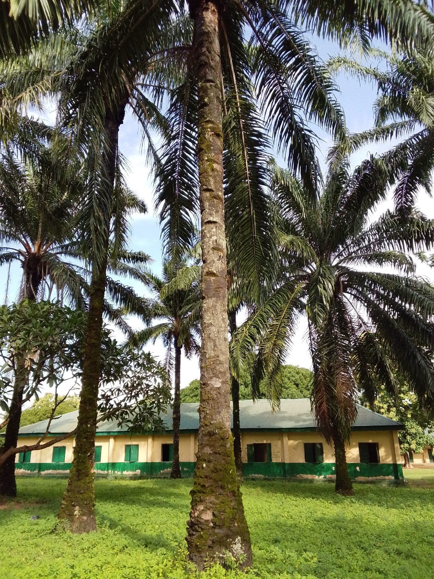 The image depicts a building in Serti, Nigeria, with a yellow facade and green trim. Several palm trees are visible in the foreground, with their fronds obscuring parts of the sky. The building has a green roof and appears to be a single-story structure with multiple windows that are either open or have shutters. The ground in front of the building is covered in green grass, and there are scattered trees and vegetation in the background. The lighting suggests it is daytime.