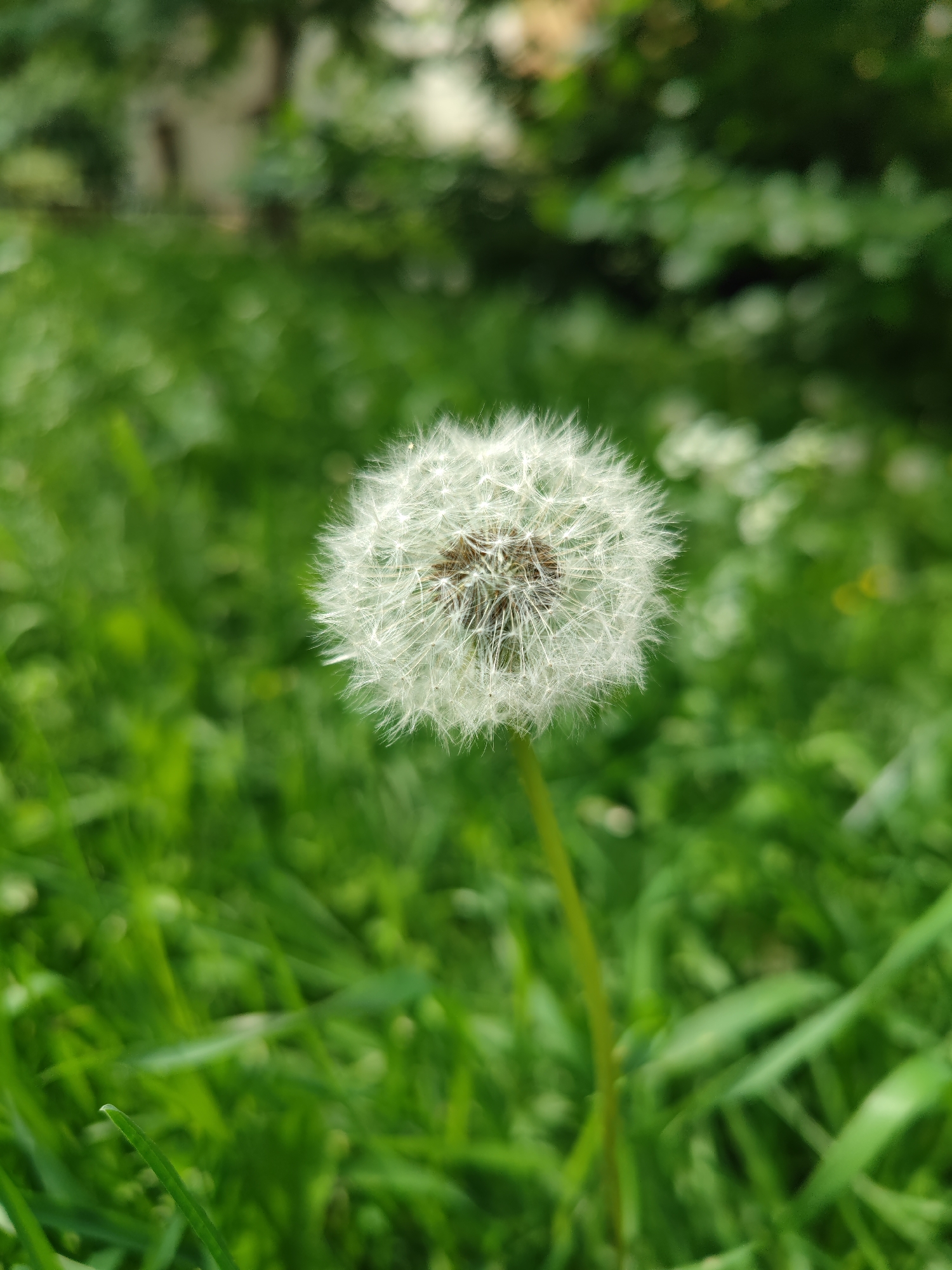 A close-up, vertical shot features a dandelion seed head in the foreground, its delicate white filaments forming a spherical shape. The seed head is positioned slightly off-center to the left. Behind it, a blurred green landscape suggests a park or garden setting, with out-of-focus foliage and hints of light filtering through. The composition is dominated by the stark white of the dandelion against the vibrant green of the grass and leaves. The overall impression is one of natural beauty and tranquility. There are no people or structures clearly visible in the image.