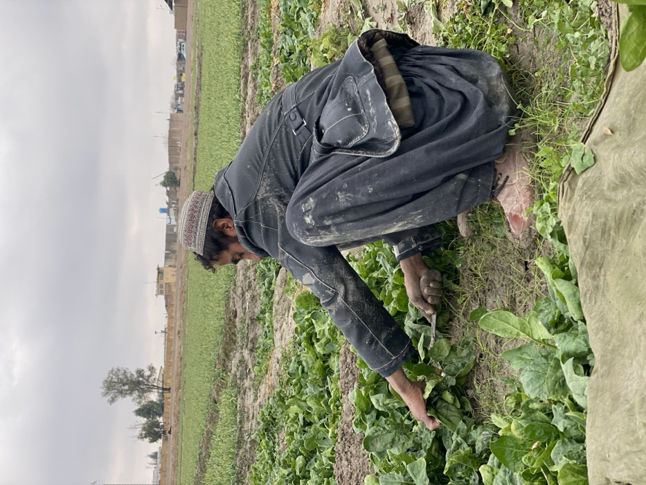 A man wearing a traditional cap and dark, mud-stained clothing squats in a field, harvesting spinach. He uses a small knife to cut the leaves, his hands close to the ground. The field stretches out behind him with rows of leafy greens. In the background, there are buildings and trees against a cloudy sky. A tan-colored tarp rests at the edge of the frame.