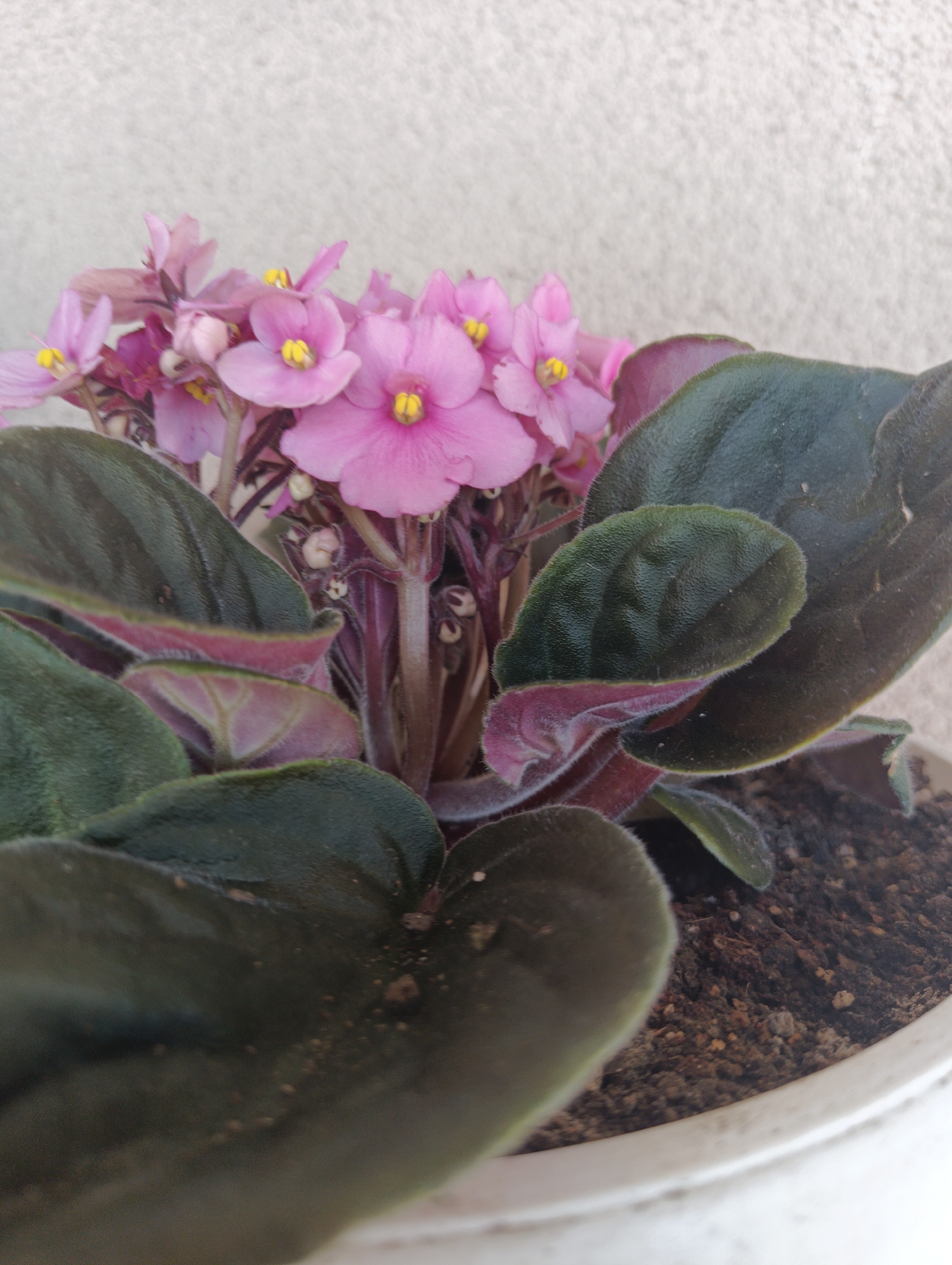 A close-up, eye-level shot of a potted African violet plant, featuring delicate pink flowers with yellow centers and dark green, velvety leaves with purple undersides. The plant is situated in a white pot filled with dark soil. The background is a textured, light-colored wall. The image is devoid of people or any discernible activity. The scene suggests an indoor or sheltered outdoor setting, likely a windowsill or patio in Karnobat, Bulgaria.