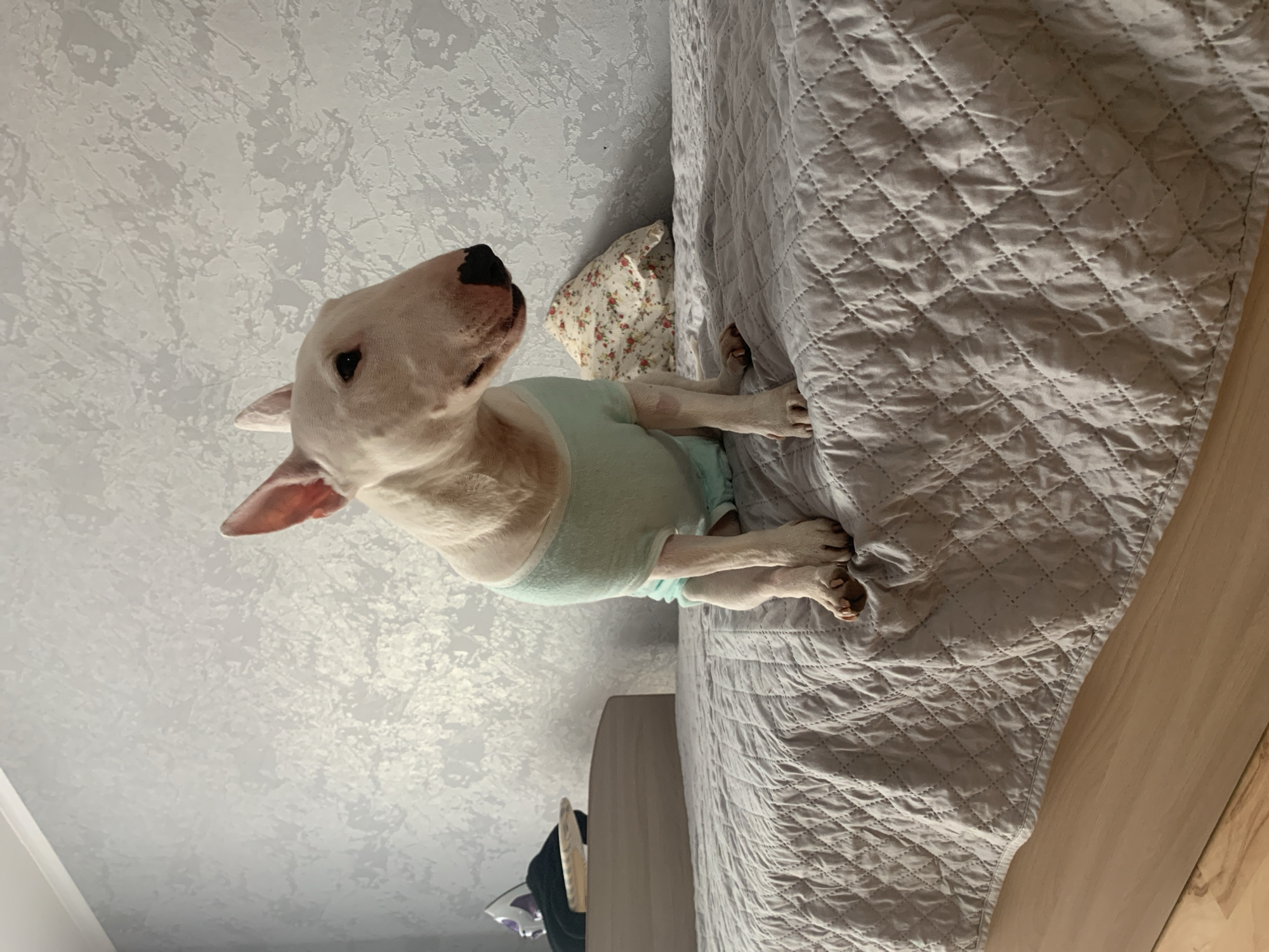 A white Bull Terrier dog, wearing a light mint-green fitted garment, is seated upright on a bed in a room located in the city of Chaikovsky, Russia. The dog faces towards the right of the frame, with its ears erect and its black nose prominent. Its front paws are positioned on a light grey quilted bedspread, which exhibits a diamond pattern. The bed frame, visible beneath the bedspread, is constructed of light-toned wood. To the right of the dog, a pillow with a floral pattern (red and green elements on a light background) is partially visible on the bed. To the left, a dark object and a silver-colored item, consistent with a clothes iron, are situated on a light wooden board or tray on the bed. The wall behind the bed is covered with light grey wallpaper featuring a textured, abstract, and subtly reflective pattern. A white ceiling molding is visible along the upper wall. The floor, at the bottom of the frame, is a light wood color.