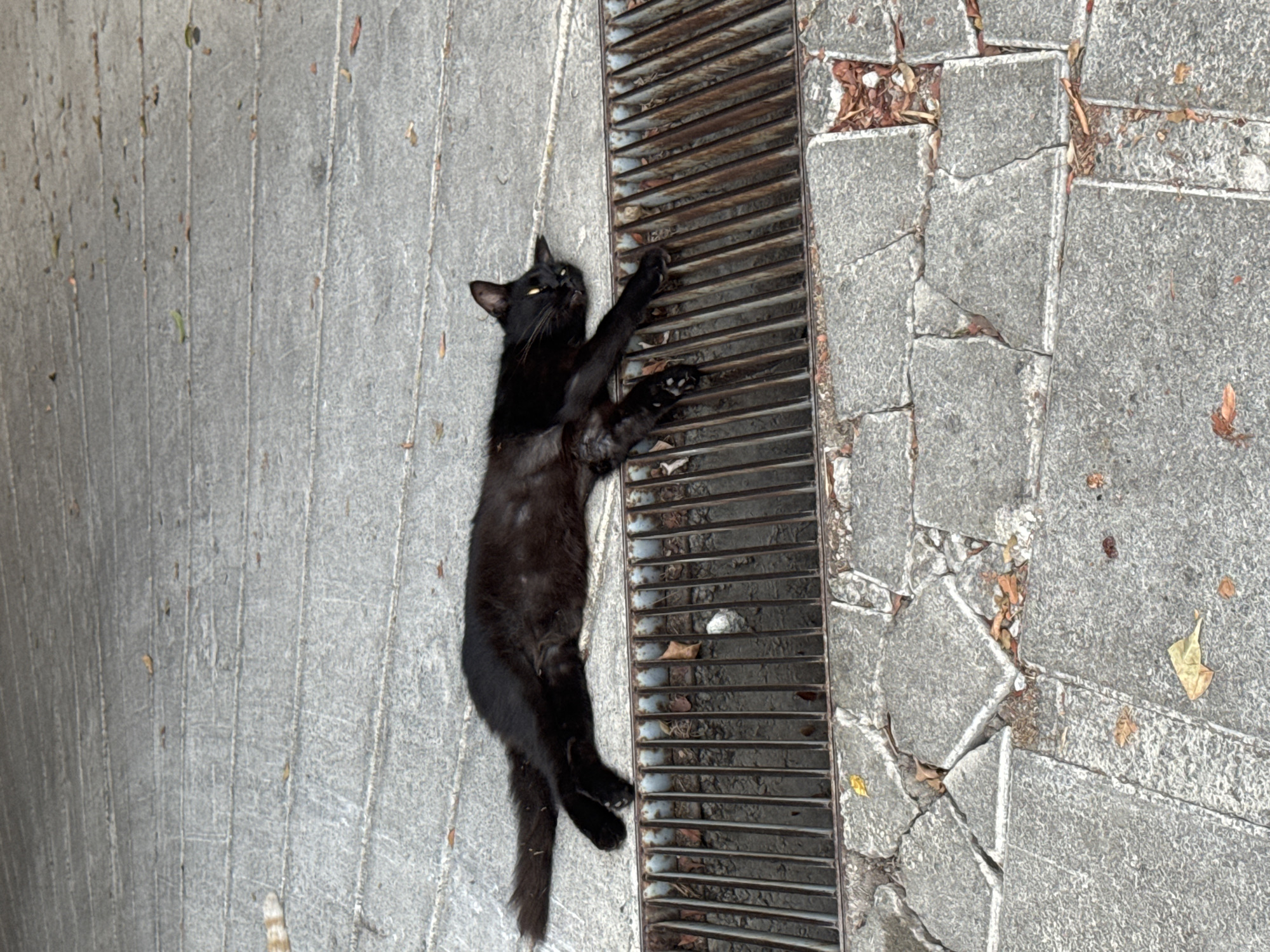 A black cat is lying on its side on a concrete surface next to a metal grate. The cat is stretched out with its paws extended, and its eyes are partially closed. The concrete surface appears to be a sidewalk or street, with some fallen leaves scattered on it. The metal grate is likely a drain cover. The scene is outdoors, suggesting a public space. The cat appears relaxed and is basking in what may be the sun. The location is identified as Agios Tychona Community, Cyprus.