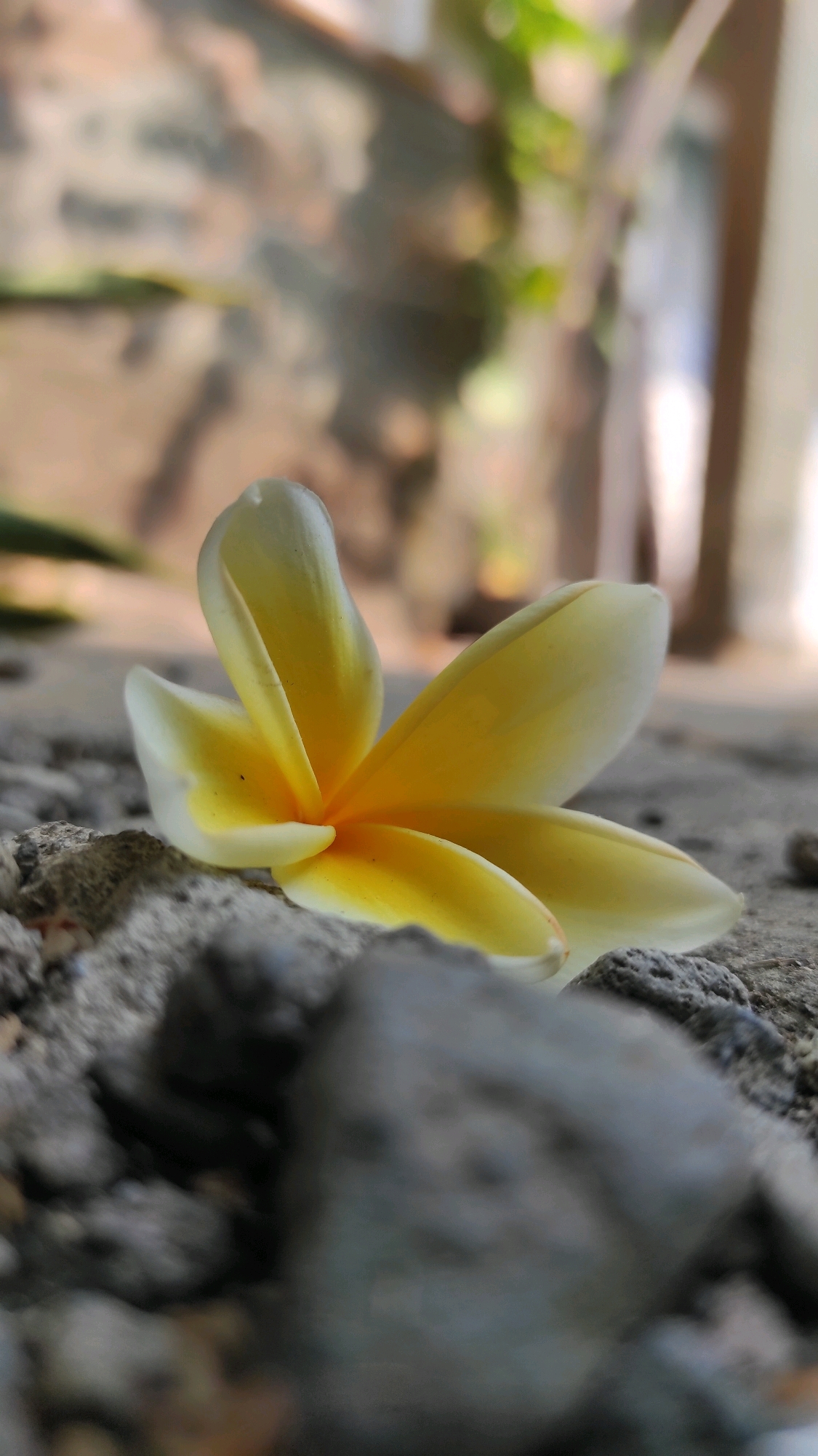 A single yellow and white frangipani flower rests on a rough, grey, concrete-like surface. The flower is positioned horizontally, with its petals spread outwards. The background is out of focus, showing blurred natural elements with hints of greenery and earthy tones, suggesting an outdoor setting. The image appears to have been taken from a low angle, emphasizing the texture of the surface and the delicate form of the flower. The scene is quiet and still, with no people or animals present. The image likely depicts a detail within the natural environment or a garden area in Guwosari, Indonesia.