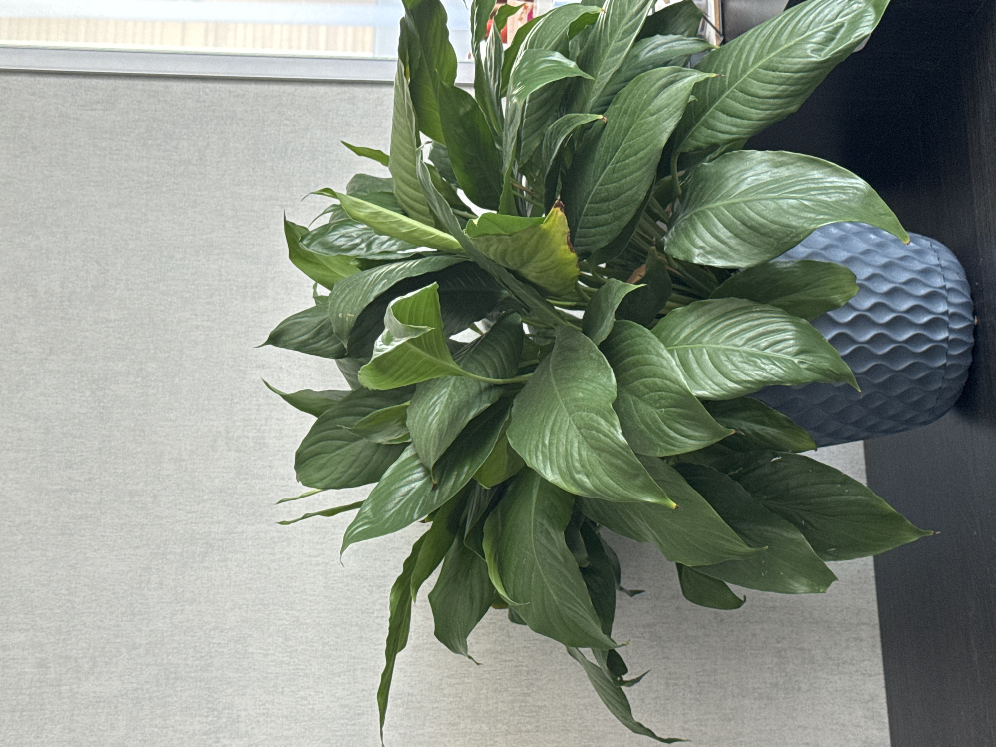 A full-frame, eye-level, medium shot depicts a large, healthy peace lily plant in a blue textured pot, placed on a dark surface in front of a light grey, textured wall. The peace lily has numerous large, dark green, glossy leaves that arch and cascade. Some leaves show slight browning at the tips. The pot has a distinctive wavy, geometric pattern and is a deep, muted blue color. To the right of the plant, a sliver of a window with vertical blinds is visible, suggesting an indoor setting, likely an office or home. The lighting appears to be natural, coming from the window, creating soft shadows. The overall impression is one of a well-maintained indoor plant, likely in an urban environment. The location is not specified in the image.