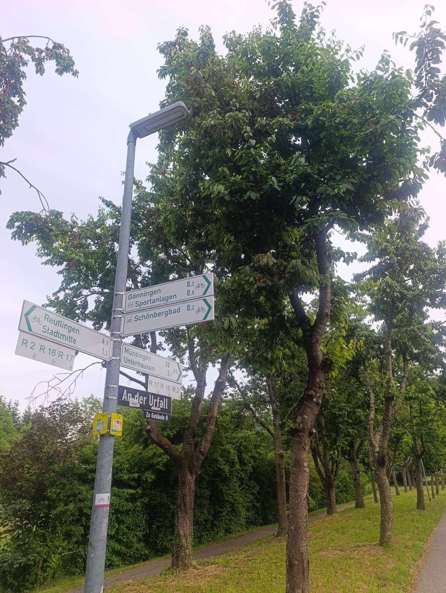 This image depicts a street signpost in Pfullingen, Germany, adorned with multiple directional signs and located beside a path lined with trees. The signpost is metallic and gray, with several signs attached. The signs indicate various destinations: "Gönningen," "Sportanlagen," "Schönbergbad," "Reutlingen Stadtmitte," "Münsingen Unterhausen," and "An der Urfall." Some signs also list distances in kilometers and bicycle route numbers (R 2, R 16, R 17). There are also two small yellow signs on the pole with pictograms and text, one of which appears to be a directional arrow for pedestrians. A small sticker with a bicycle and an arrow is affixed lower down on the pole.
The environment is lush and green, with tall trees whose branches, heavy with what appear to be cherries, overhang the scene. The leaves are a vibrant green, and some reddish-brown fruits are visible among them. The ground is covered in green grass and a paved path runs alongside the signpost and the line of trees. The sky is overcast, with a bright, diffused light. The perspective is from a low angle, looking up at the signpost and the trees. The scene is still and appears to be a public area, possibly a park or a trail within the town.