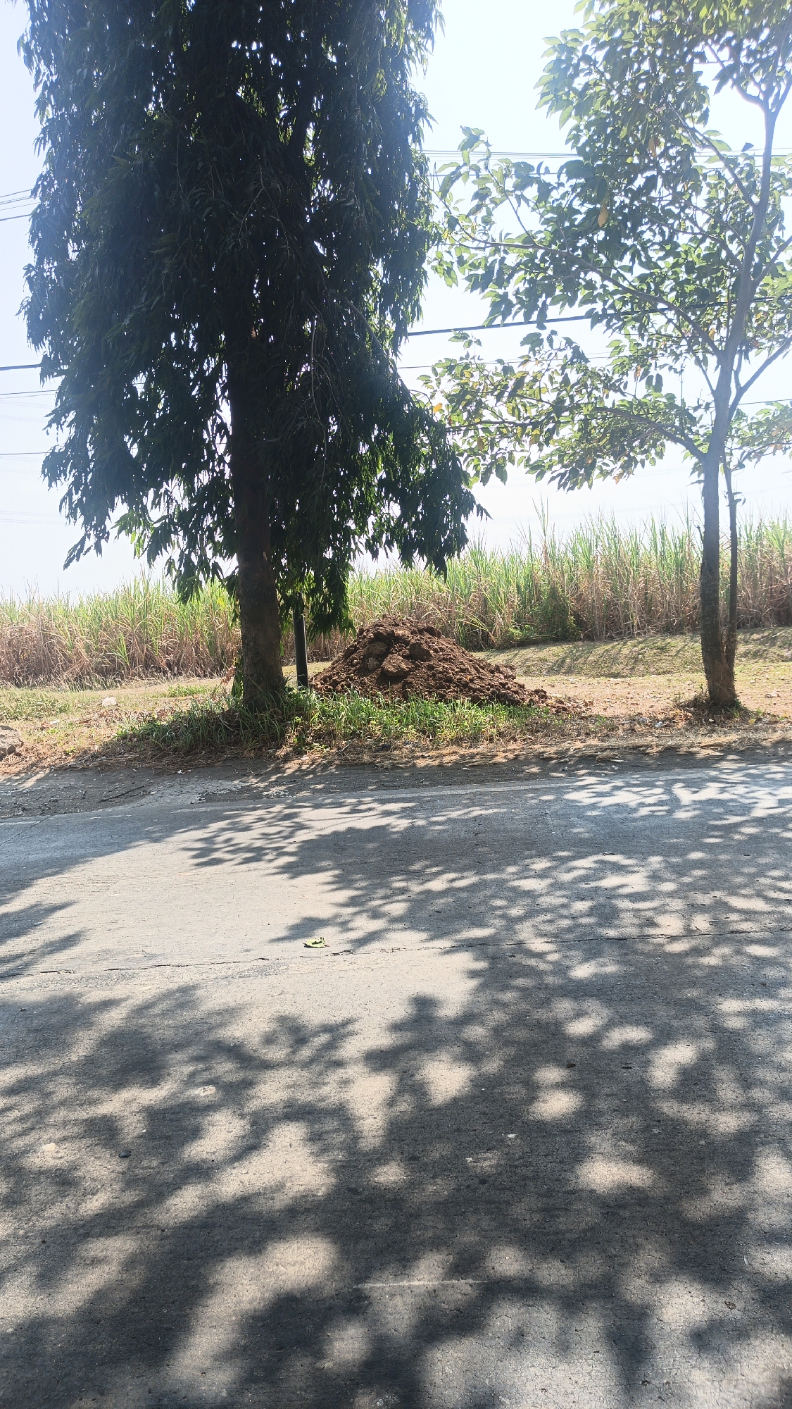 In Jekulo, Indonesia, a dirt pile sits near a road, flanked by two trees. The larger tree on the left has dark green, dense foliage, while the tree on the right has lighter green leaves and a thinner trunk. In the background, a field of tall, dry grass or reeds stretches towards the horizon under a bright sky. Power lines are visible in the upper portion of the image. The road in the foreground is paved and displays a pattern of dappled shadows cast by the trees, suggesting a sunny day. The overall scene depicts a rural or semi-rural environment.