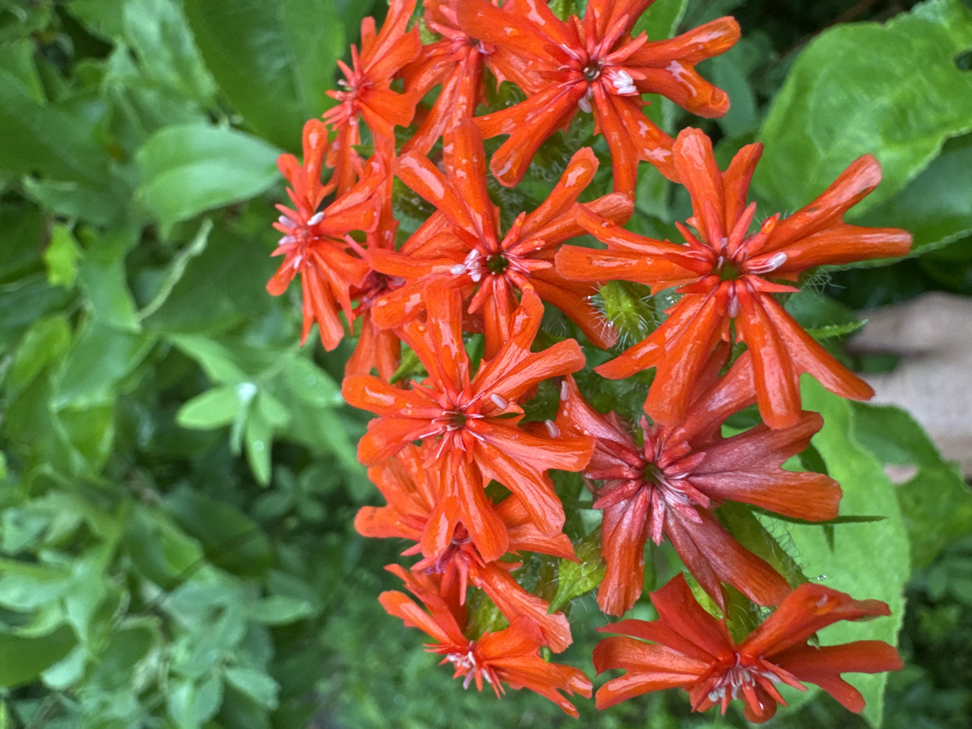 A close-up, eye-level shot features a cluster of vibrant orange flowers with delicate, elongated petals and wispy white centers. The flowers are in focus, with a soft-focus background of lush green foliage, suggesting a natural outdoor setting. Some petals exhibit a slightly darker, reddish hue, and a few small water droplets are visible on the petals and leaves, indicating recent rain or dew. The flowers are arranged in a somewhat scattered but dense grouping, with individual blooms pointing in various directions. The overall impression is one of natural beauty and vibrant color in a garden or natural landscape. The location is identified as Подолино Ст, Russia.