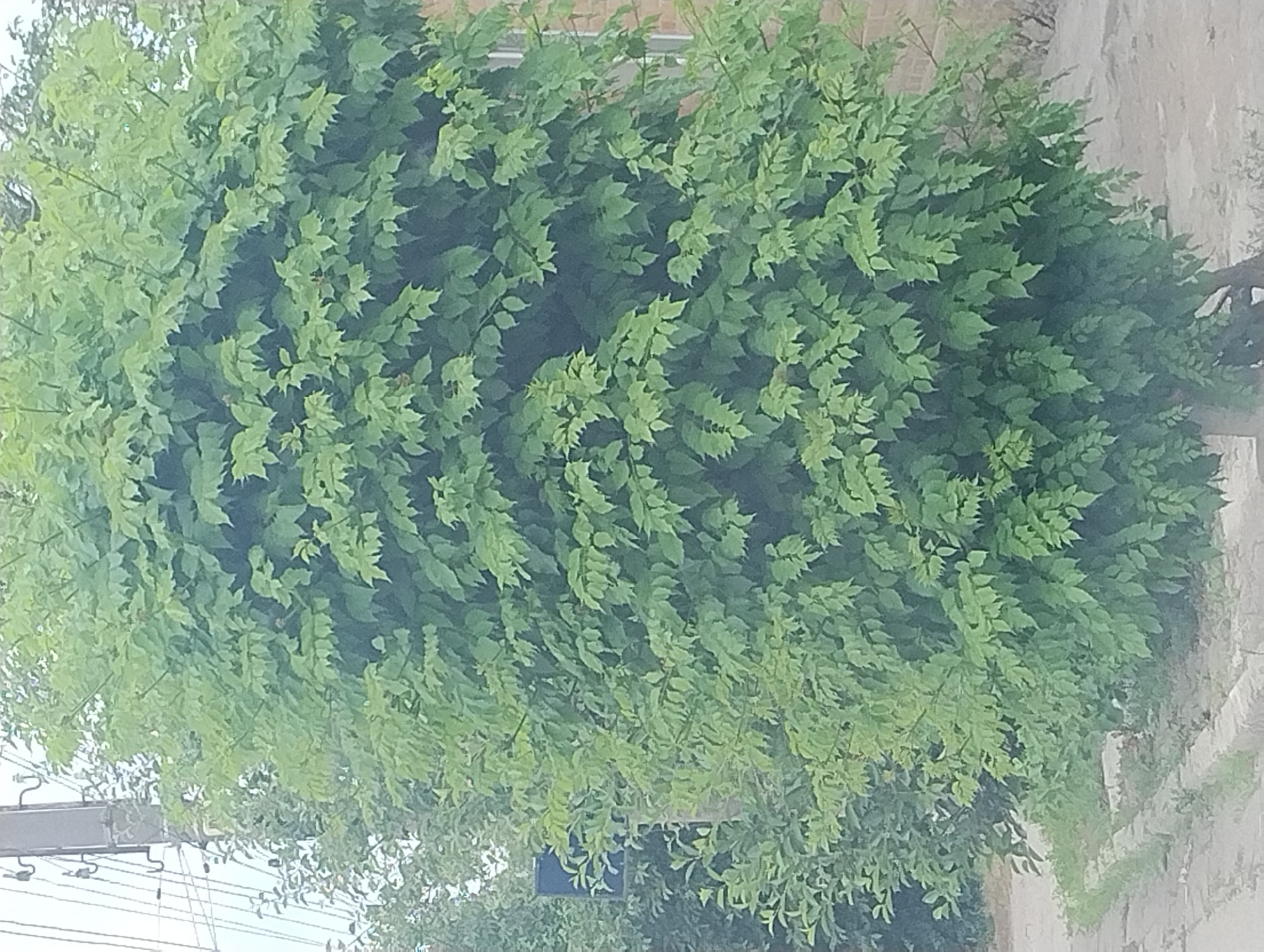A dense, leafy green tree stands prominently in the foreground, its branches overflowing with foliage. The tree is situated outdoors, with a paved sidewalk and curb visible at its base, suggesting an urban or suburban setting. In the background, a portion of a building with light-colored bricks and a window can be seen. To the left of the tree, a utility pole with wires is visible. The overall impression is that of a lush, well-established tree in a developed area. The lighting suggests it is daytime, with overcast or diffused light. There are no people or animals visible in the image.