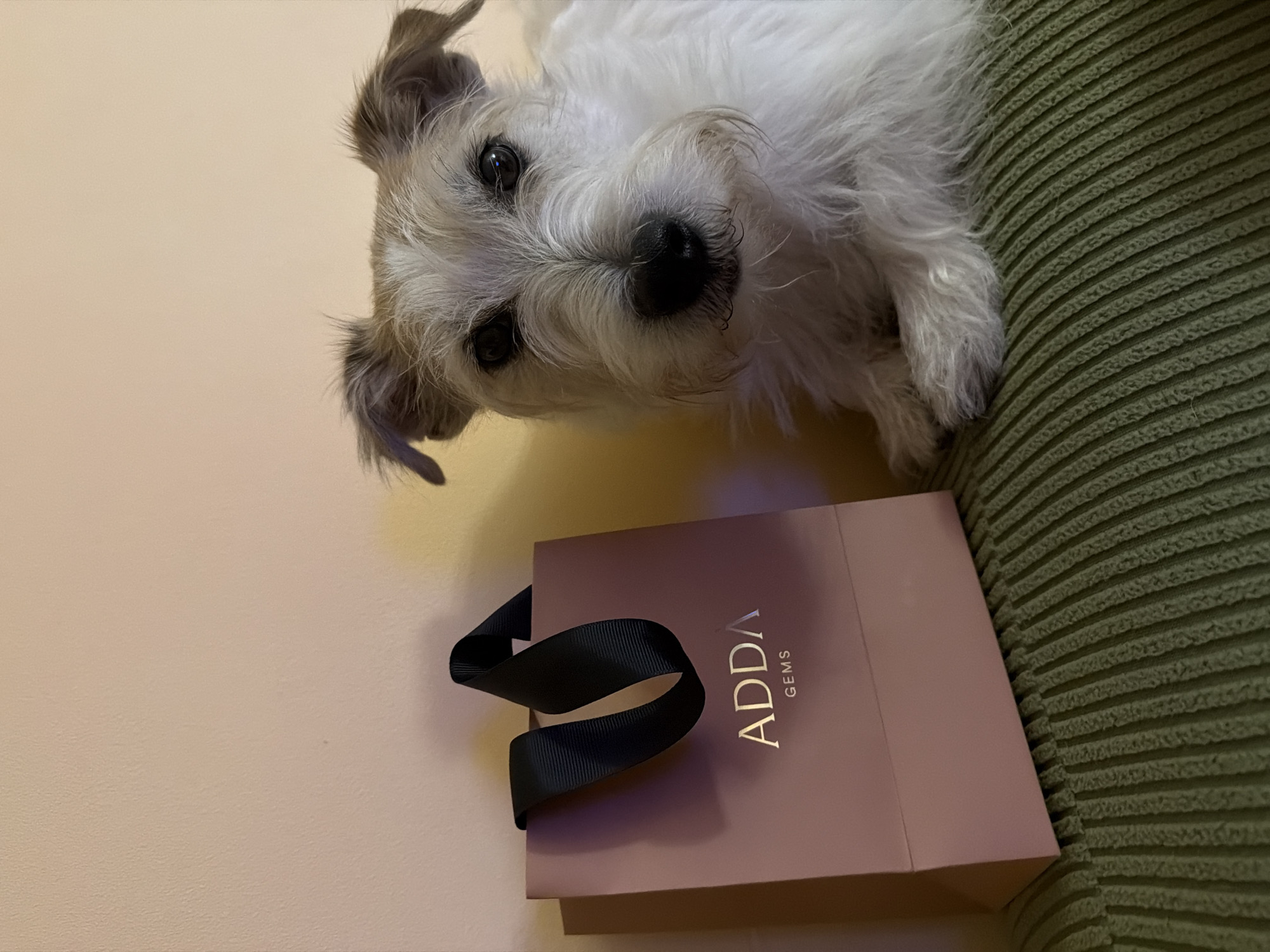 A medium shot captures a wire-haired terrier dog looking directly at the camera, peering down from a vantage point. Below the dog and offset to the left is a light pink shopping bag with black ribbon handles and the words "ADDA GEMS" printed in gold lettering. The bag is angled towards the camera. To the dog's right and occupying a small portion of the upper right corner is a green, textured surface, possibly a couch or cushion. The background on the left is a plain, light beige wall. The image does not include visual information regarding the location in the city of Tel-Aviv, Israel.