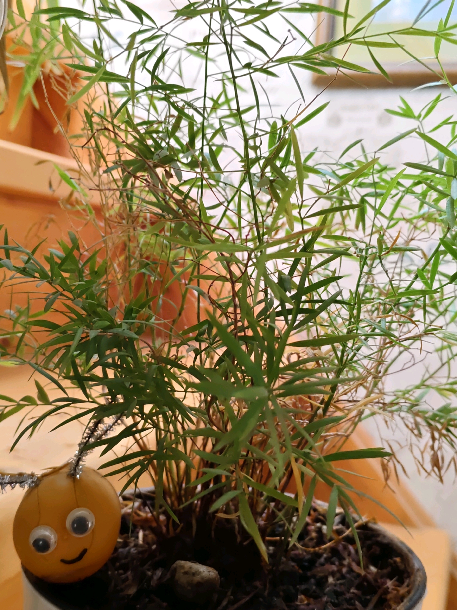 A close-up, medium shot captures a potted houseplant with thin, wispy green leaves and some brown, dried-out foliage, possibly a type of bamboo or fern. The plant is in a dark pot filled with soil, with a few small stones visible. To the left of the pot, a small, handmade decoration resembling a yellow beetle with googly eyes and pipe-cleaner antennae rests on the soil. The background is blurred, showing hints of a wooden surface, possibly stairs, and a wall with a framed picture. The overall scene is likely indoors, in a domestic setting. No specific location in Rostov-on-Don, Russia can be determined from the provided image.