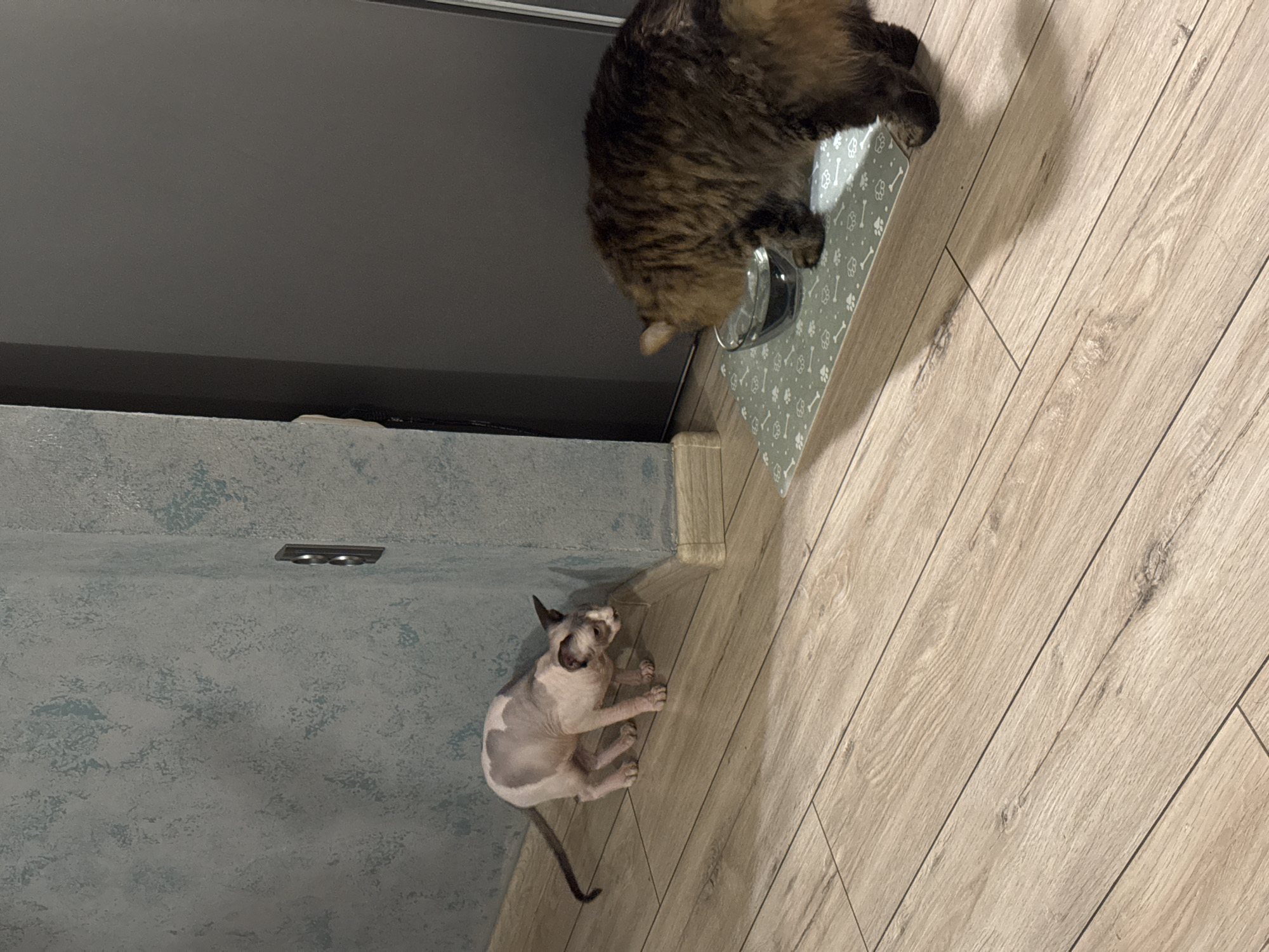 In an indoor environment with light wood-grain laminate flooring and a textured, blue-gray wall, two cats are present. The first cat, a hairless Sphynx, is positioned on the left side of the image, facing a corner of the room and appearing to be sniffing the floor. It has light pink skin with some grey markings and a long, thin tail. The second cat, a long-haired tabby, is on the right side, drinking water from a glass bowl. The bowl is placed on a light green mat with a white paw print and bone pattern. Behind the cats is a dark gray door. A light switch is visible on the wall between the two cats. The lighting appears to be artificial, casting shadows on the floor.