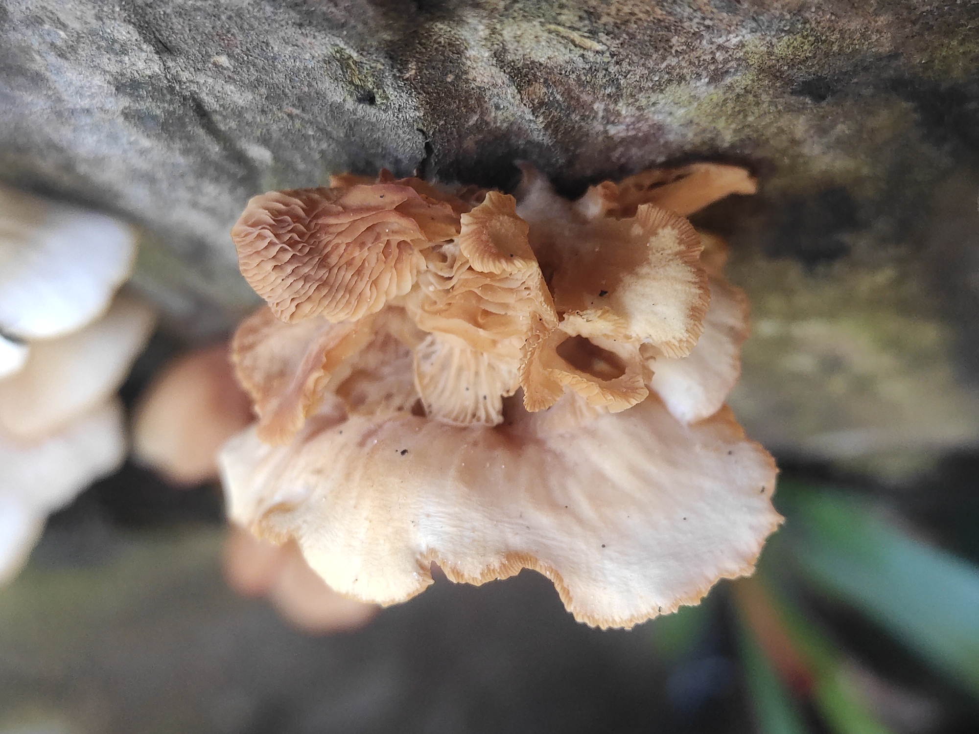 Close-up shot of light brown/tan-colored mushrooms growing on a tree trunk. The mushrooms are clustered together, some with distinct gills. The trunk is a light gray. The setting is likely in a humid environment. The location, Lhokseumawe, Indonesia, suggests a tropical climate.