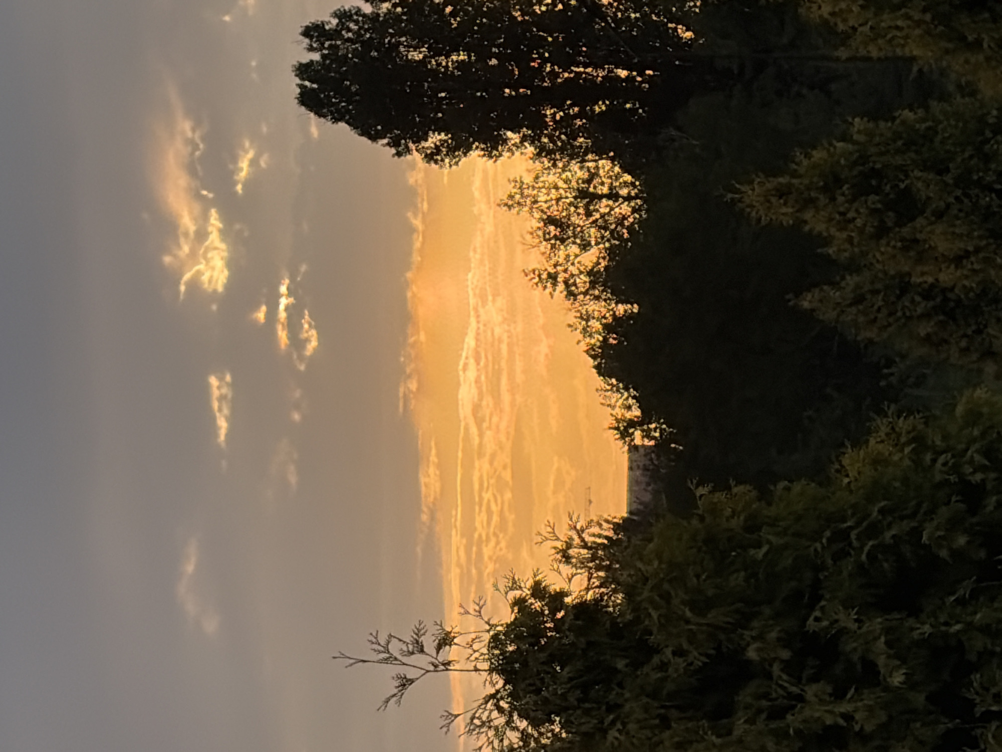 A vertical, full shot captures a sunset sky over a silhouette of trees and foliage. The sky is a gradient of soft grays at the top, transitioning to warm oranges and yellows as it nears the horizon. Wispy clouds are scattered across the sky, catching the sunset's glow and appearing in shades of white, yellow, and orange. In the foreground, the dark silhouettes of various trees and shrubs dominate the lower half of the frame. On the left, a tall, sparse conifer branches upwards. To the right, a large, dense tree with a rounded canopy stands prominently. Between these, smaller trees and bushes create a textured, dark layer. In the distance, a faint, hazy horizon is visible, suggesting a city or landscape beyond the trees. The overall mood is serene and tranquil, illuminated by the warm, fading light of the sun.